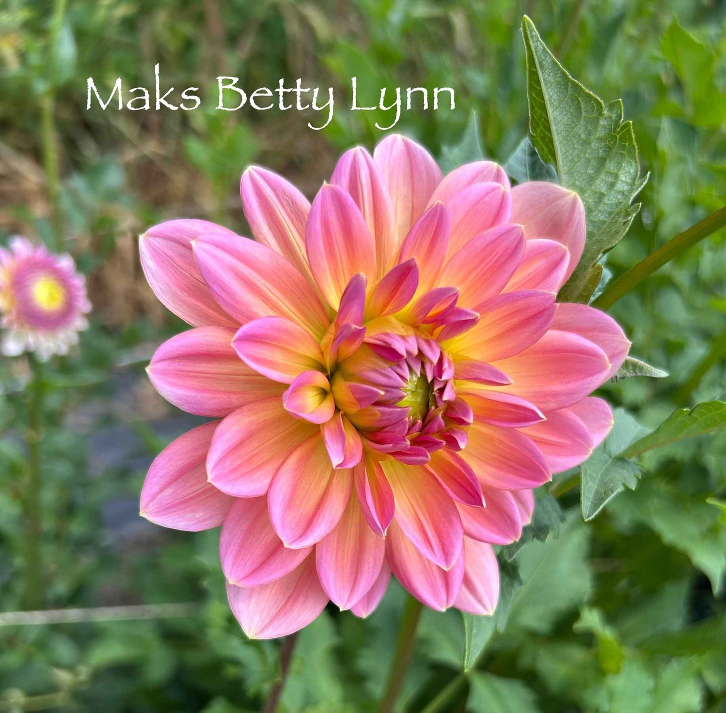 Maks Betty Lynn Tuber