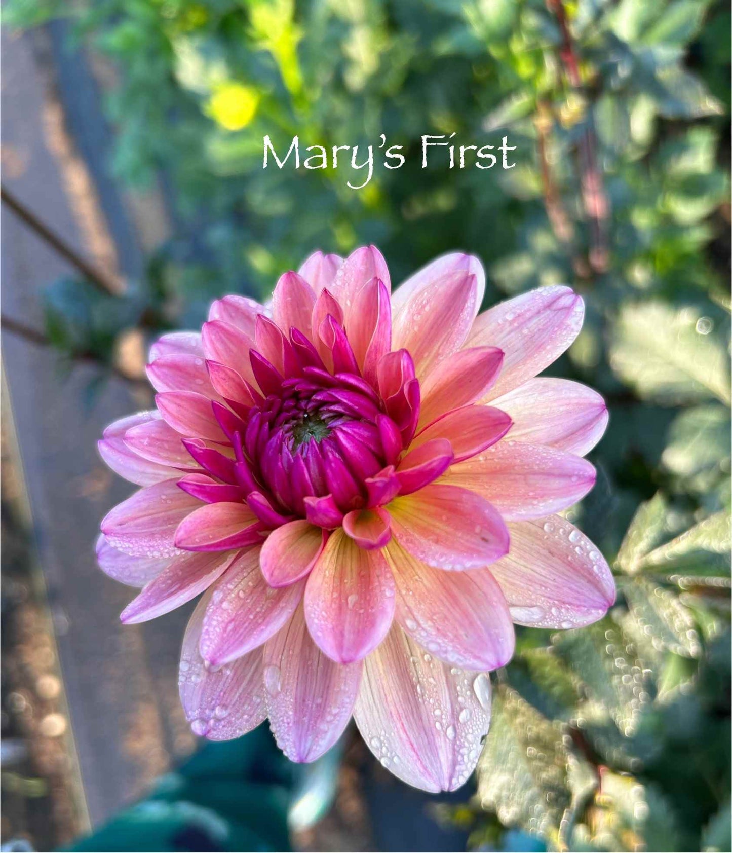 Mary's 1st Tuber