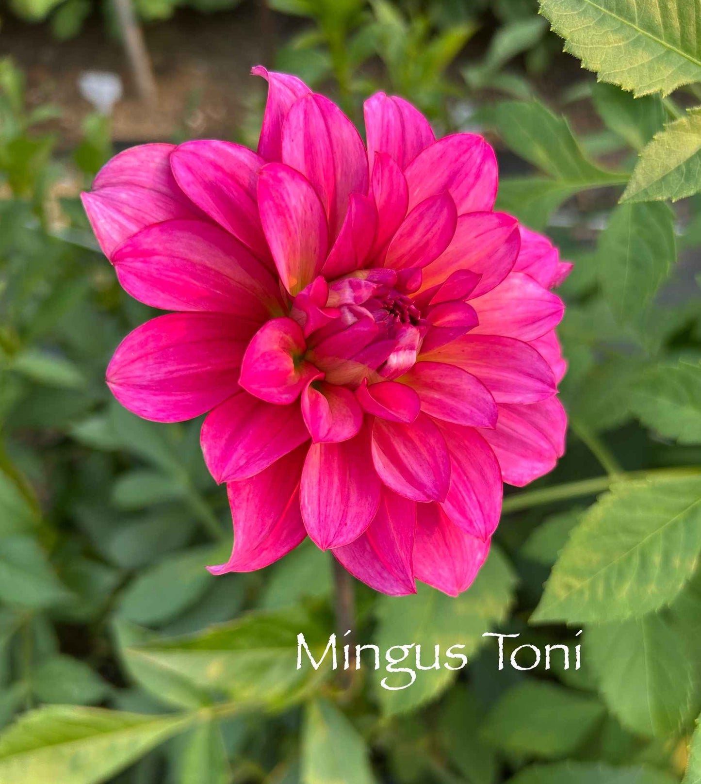 Mingus Toni Tuber