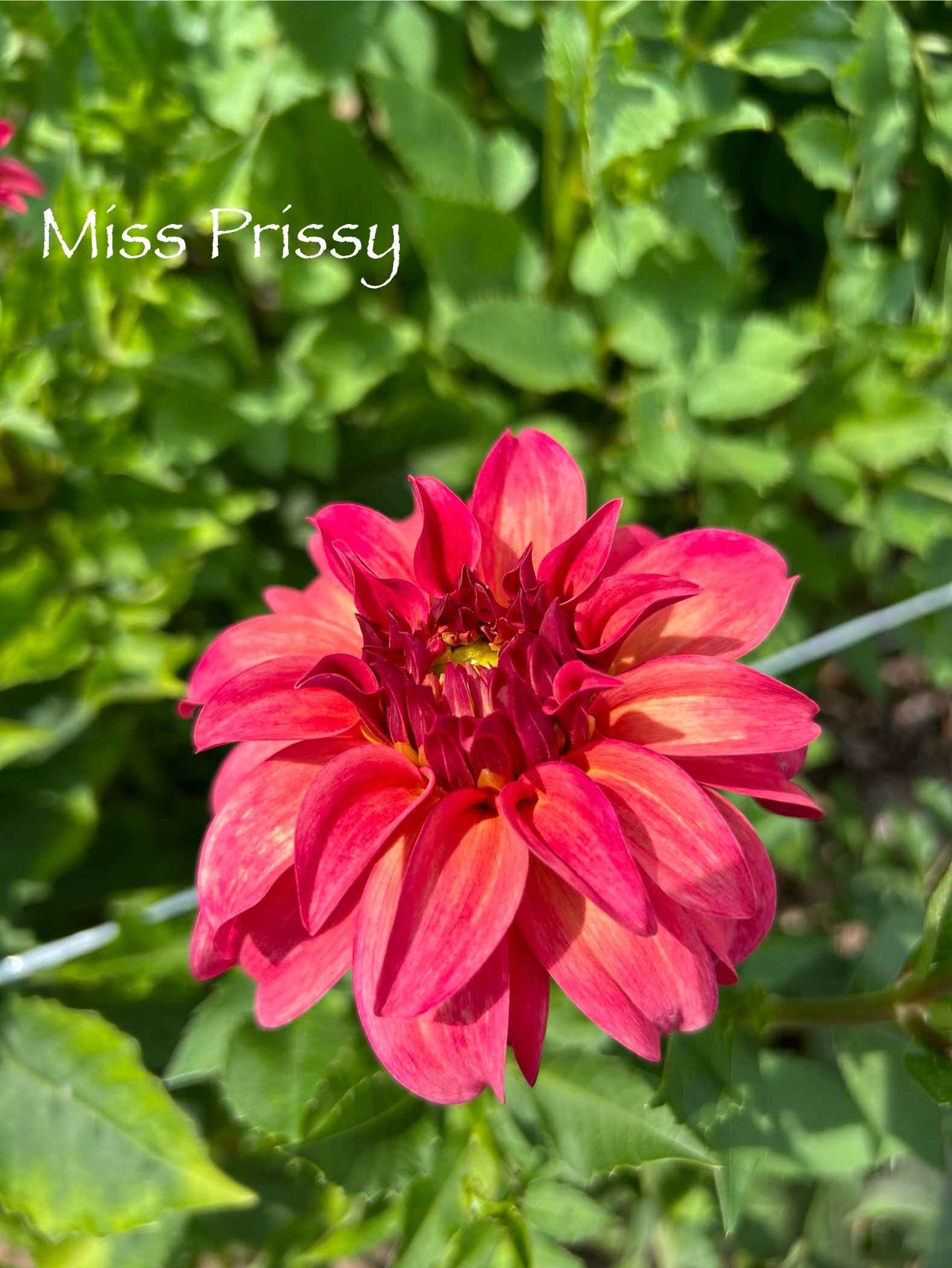 Miss Prissy Tuber