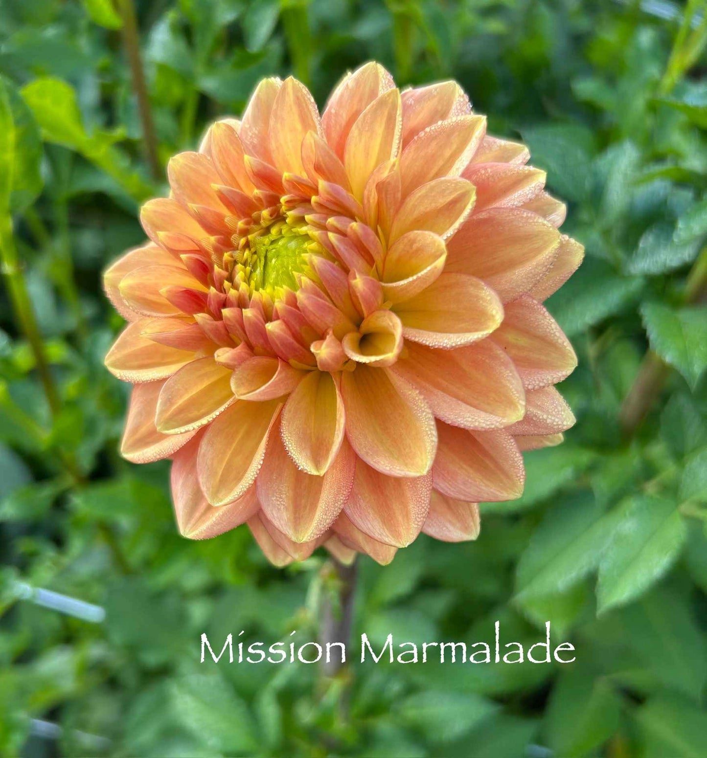 Mission Marmalade Tuber