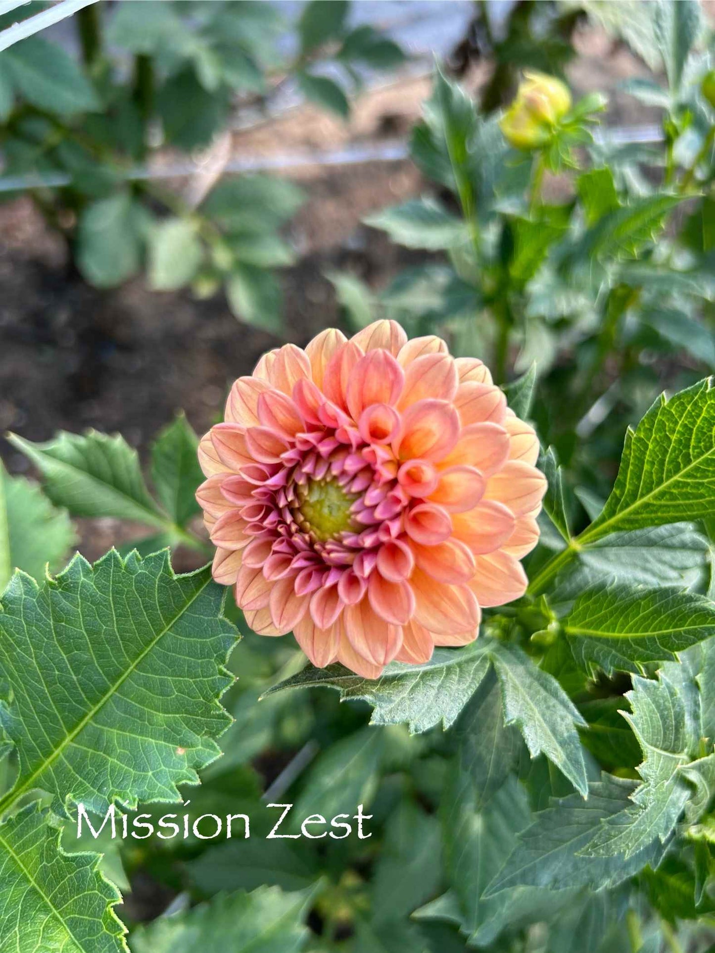Mission Zest Tuber