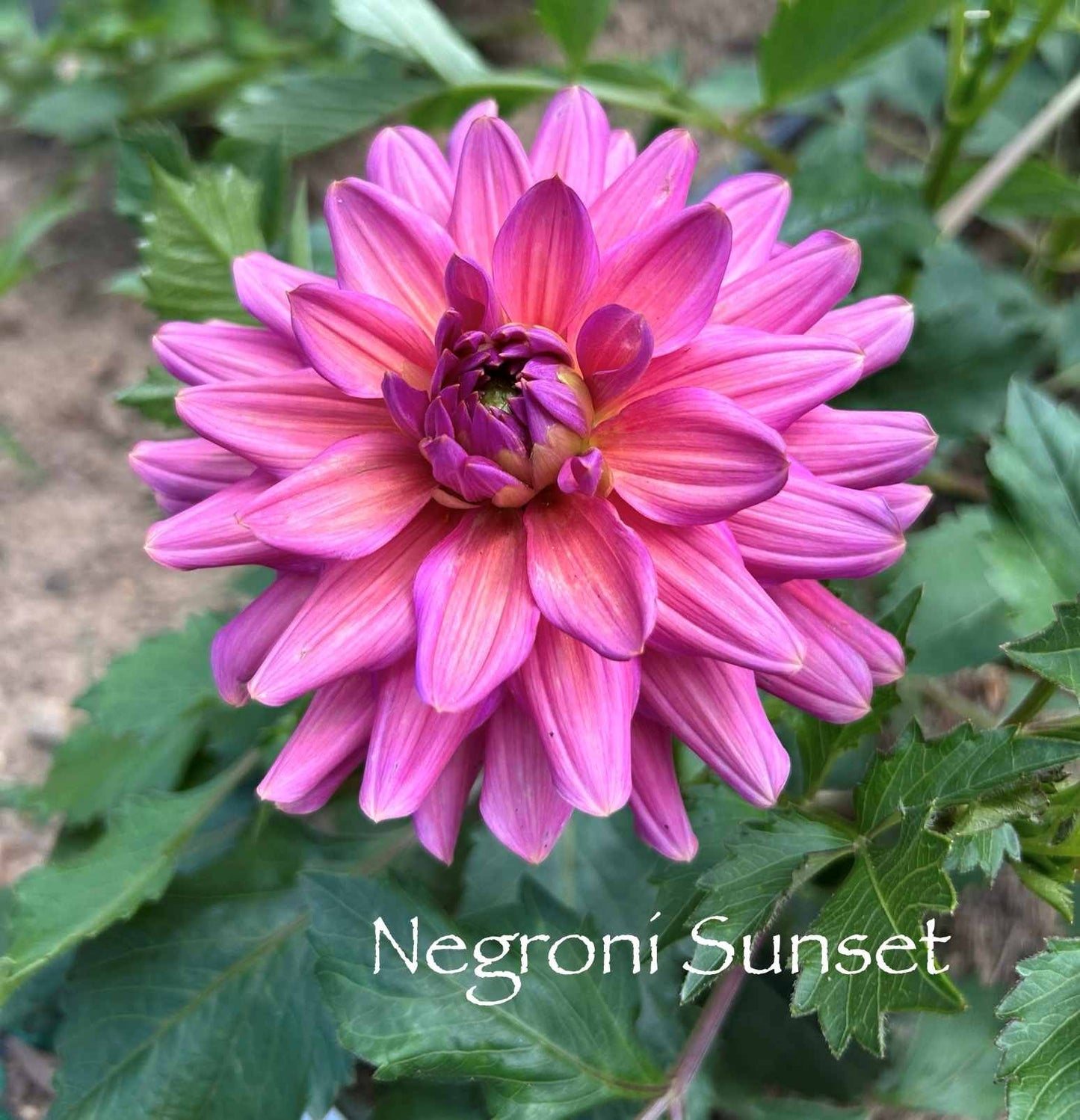 Negroni Sunset Tuber