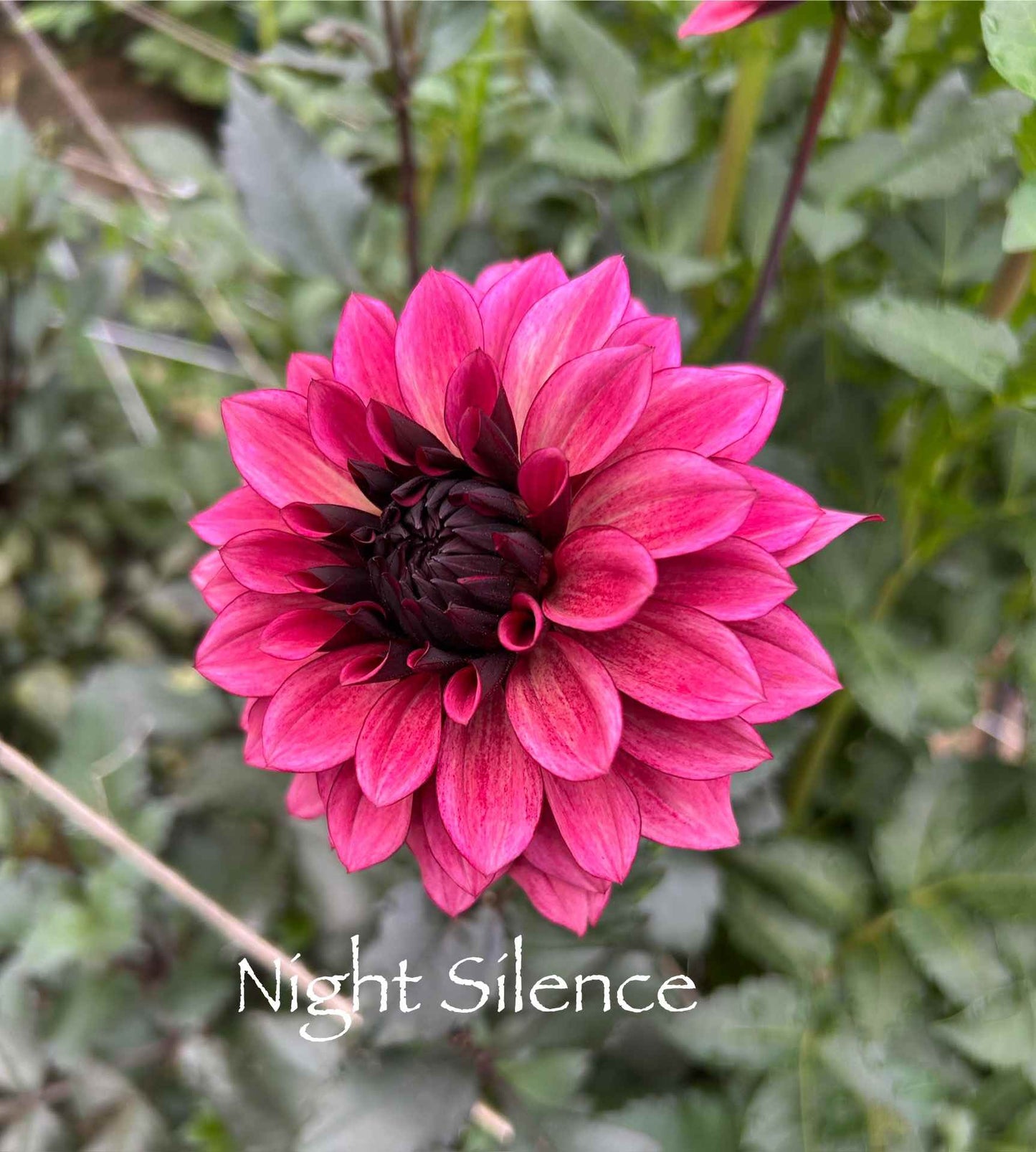 Night Silence Tuber