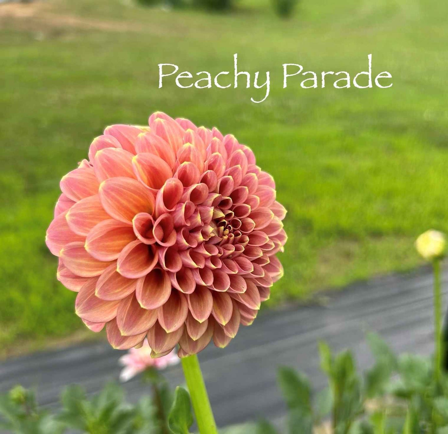 Peachy Parade Tuber