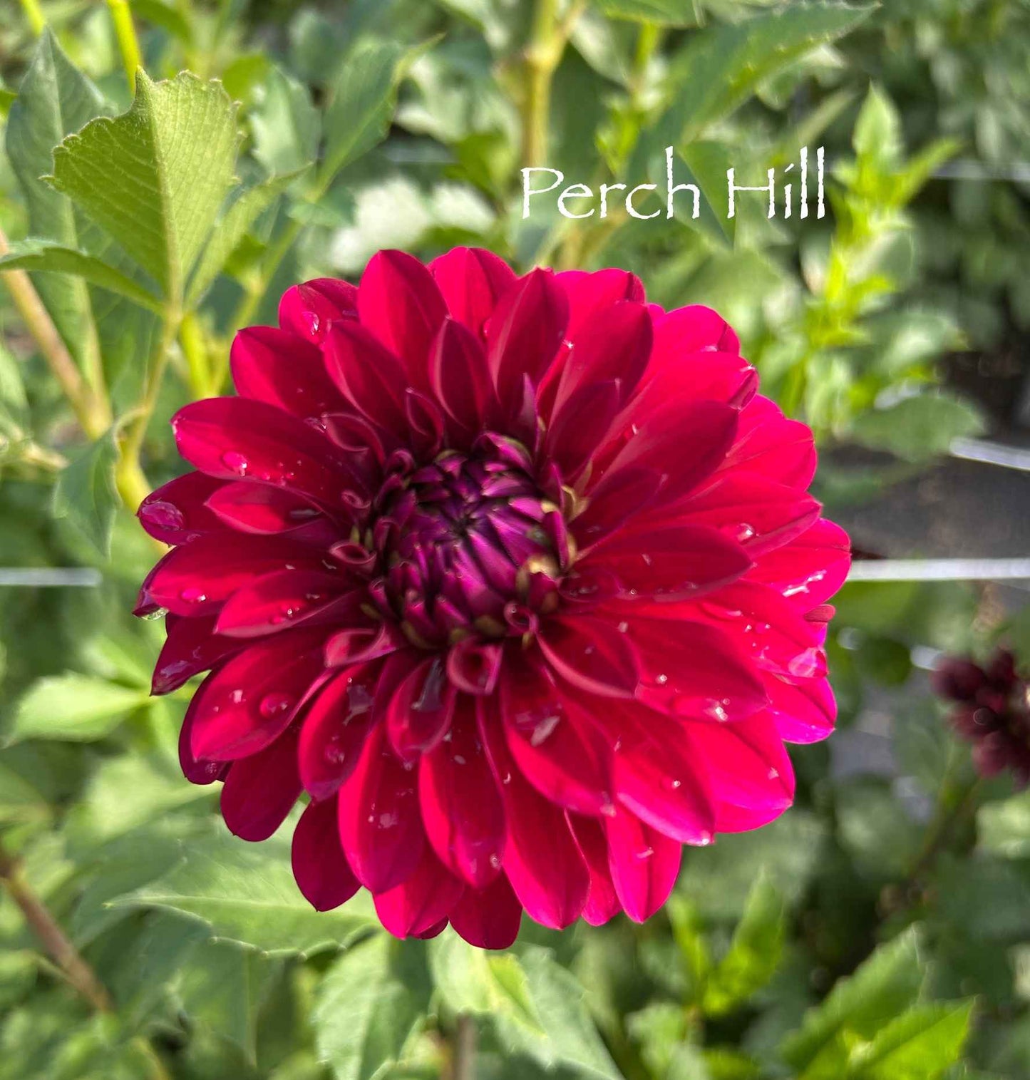 Perch Hill Tuber
