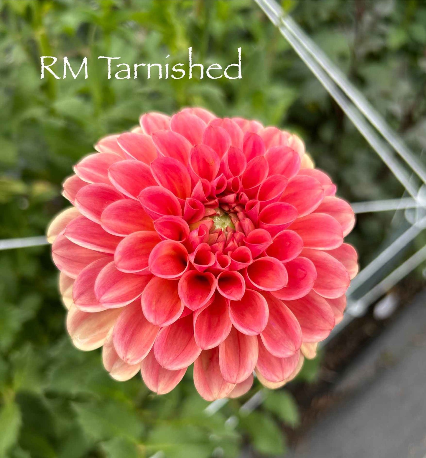 RM Tarnished Tuber