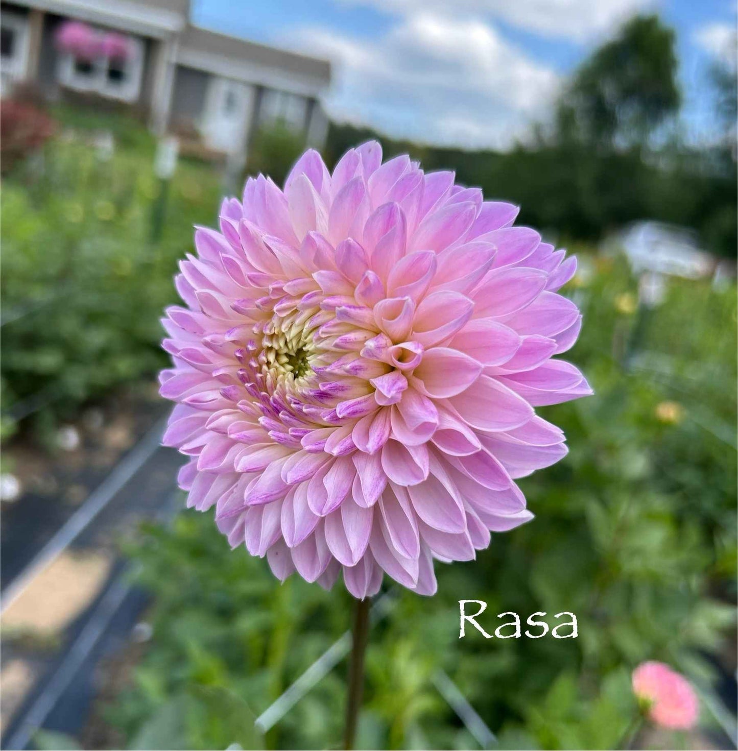 Rasa Tuber