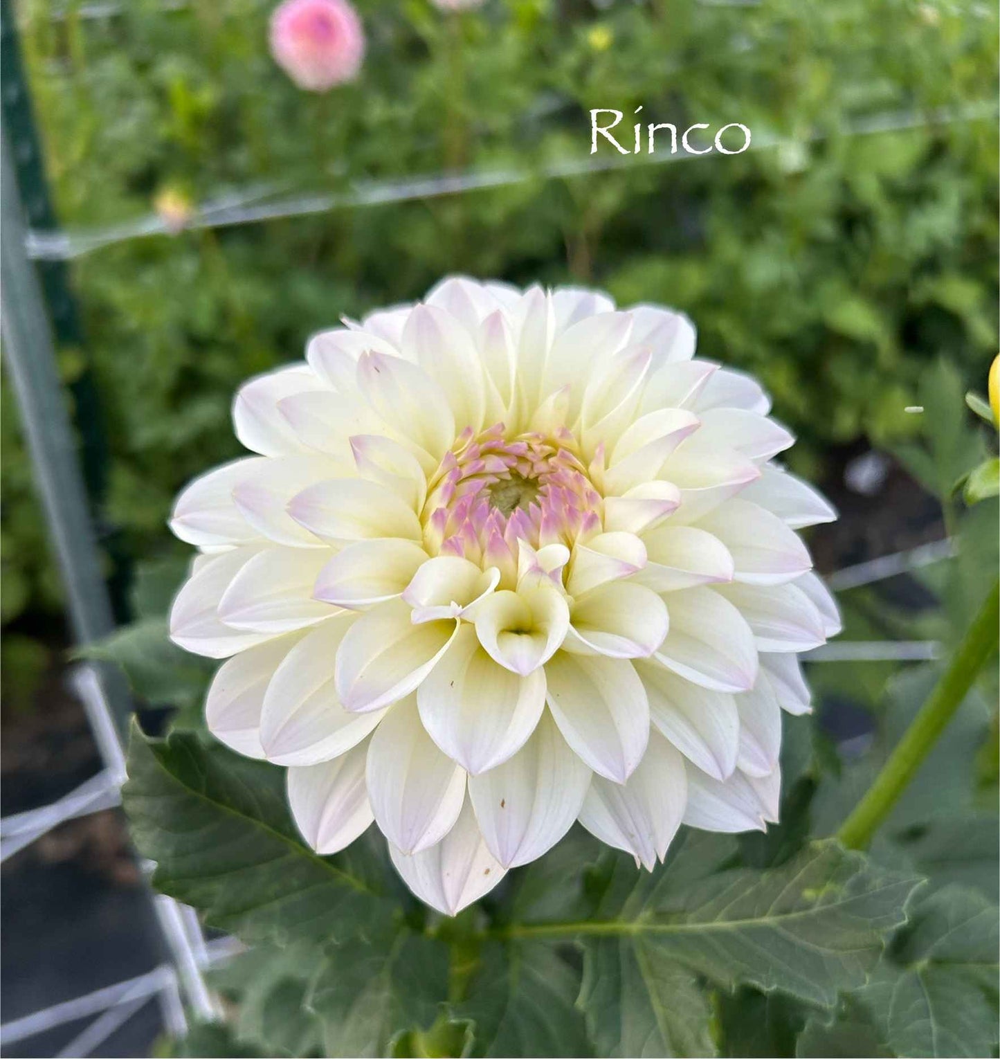 Rinco Tuber