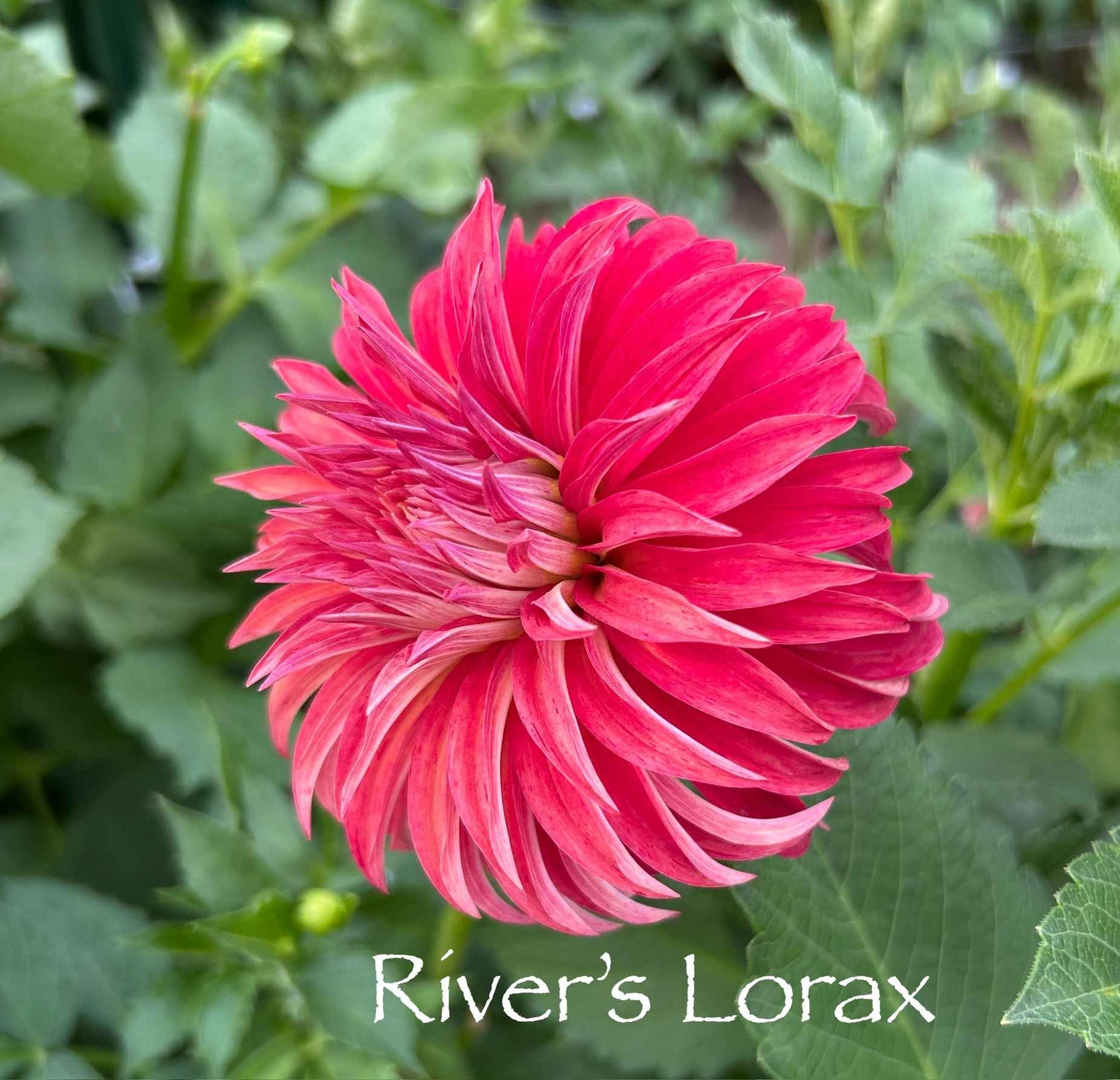 River's Lorax Tuber