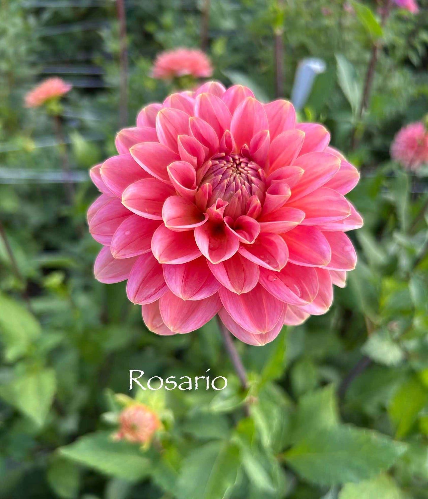 Rosario Tuber