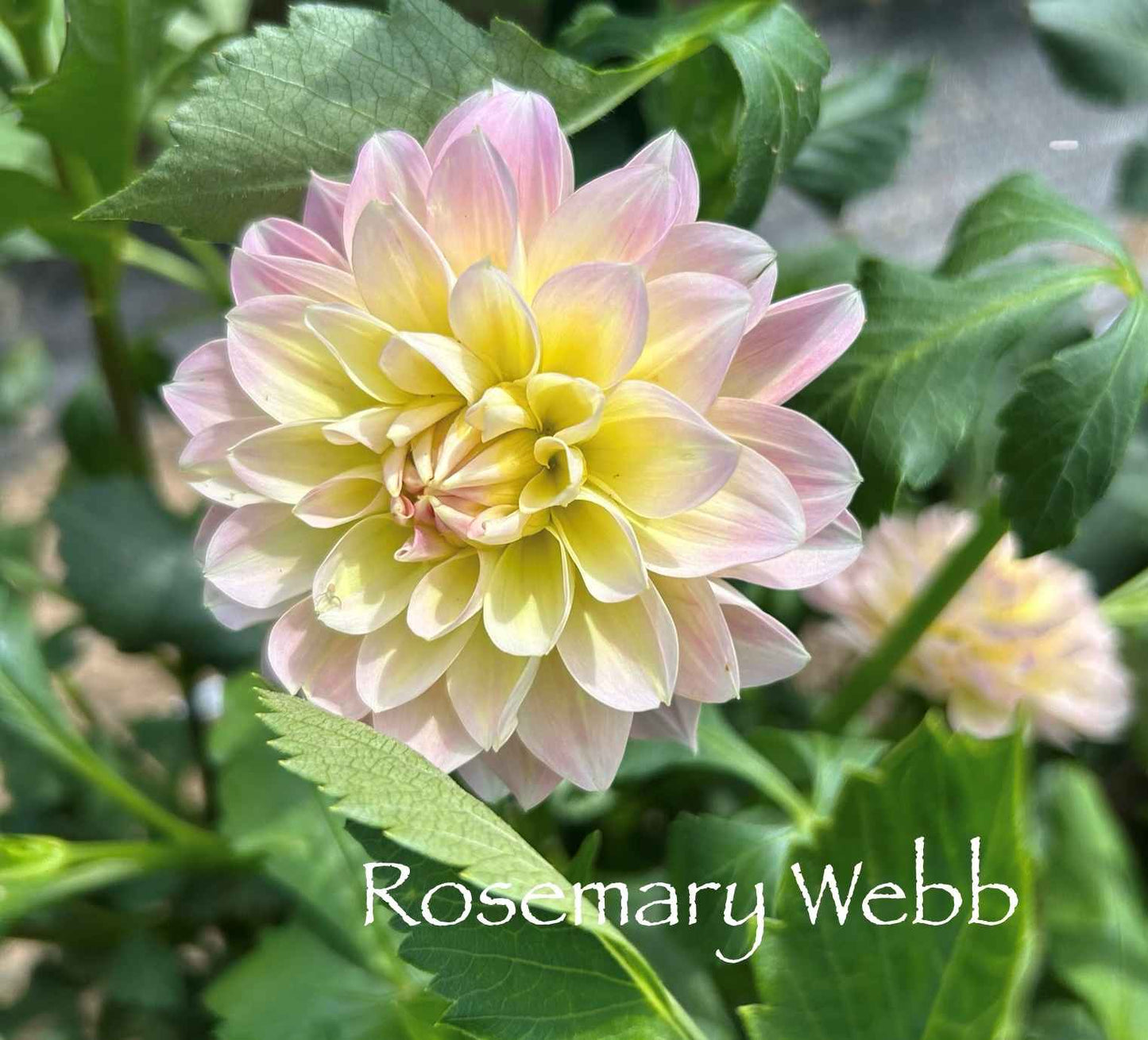 Rosemary Webb Tuber