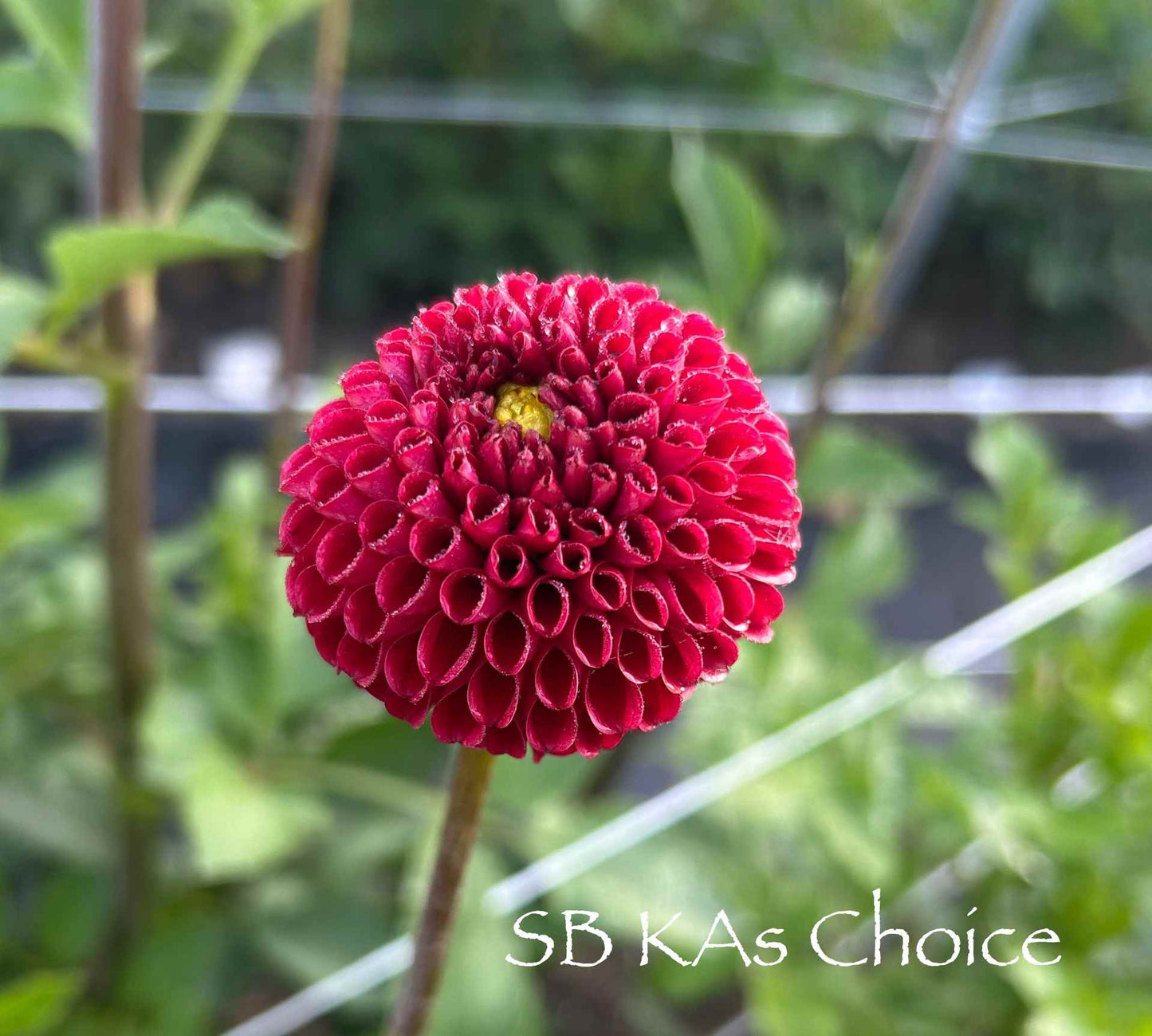 SB's KA's Choice Tuber