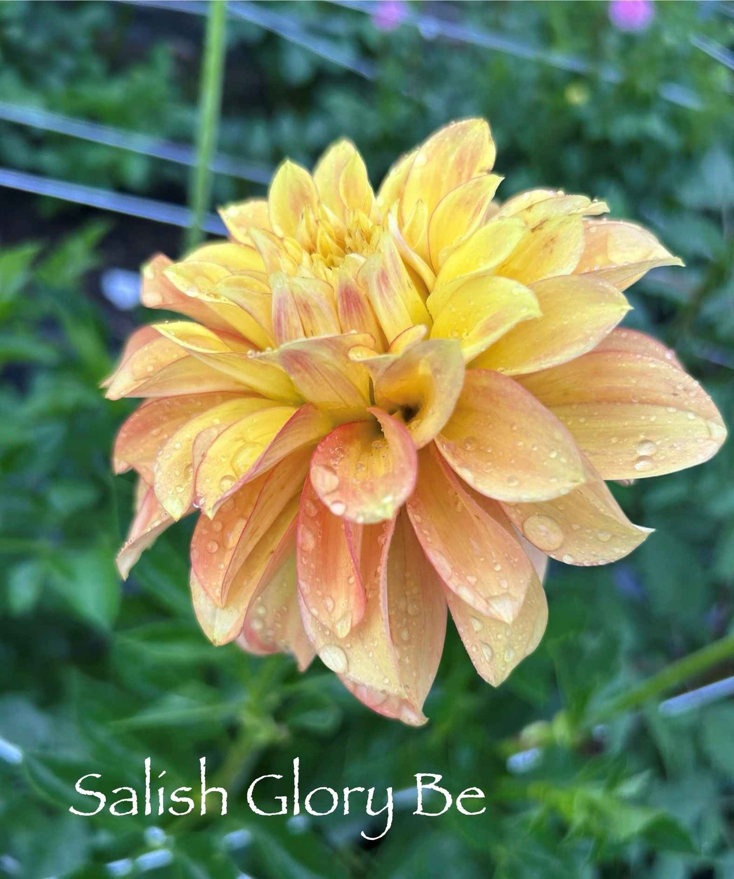 Salish Glory Be Tuber