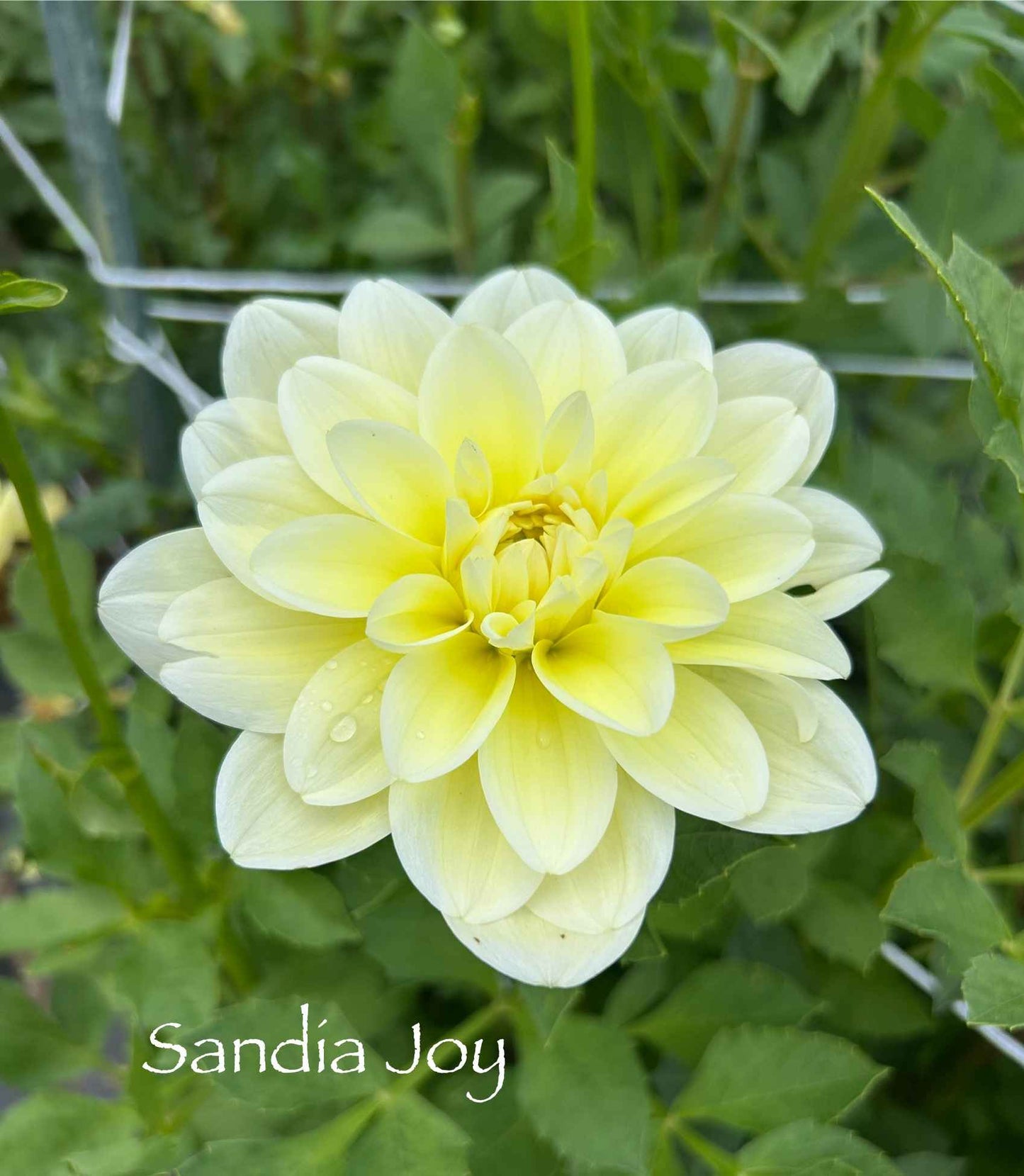 Sandia Joy Tuber