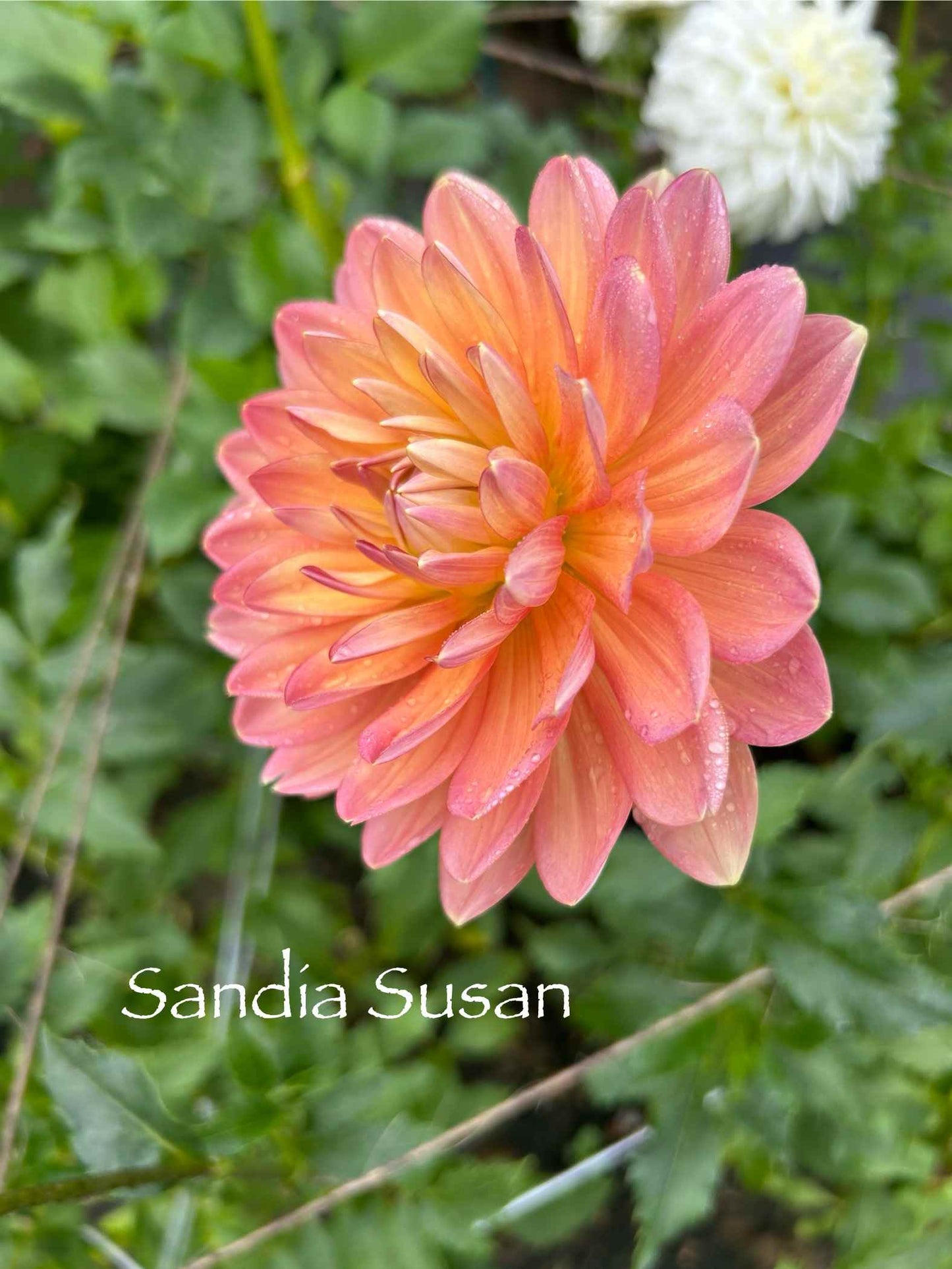 Sandia Susan Tuber