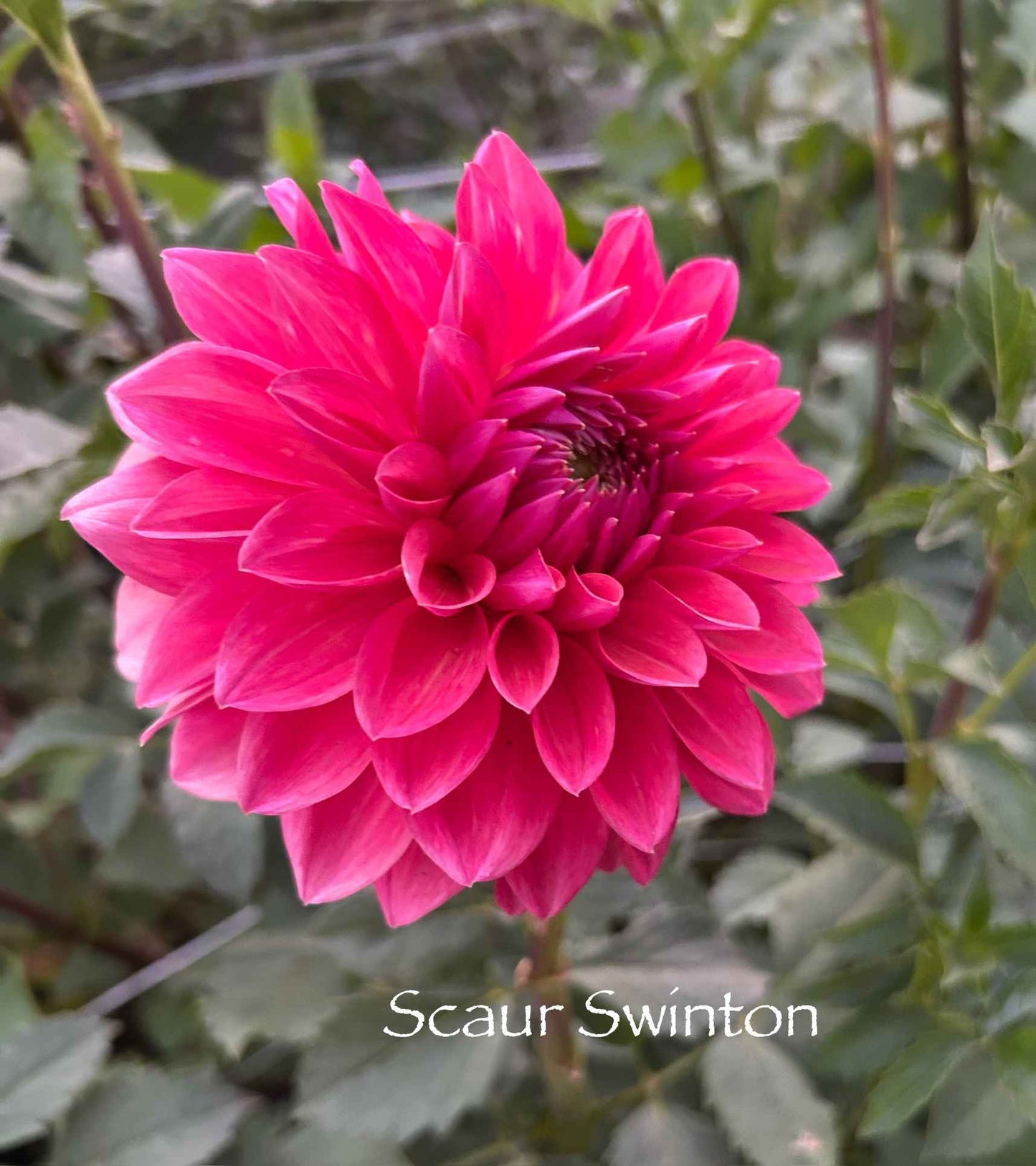 Scaur Swinton Tuber
