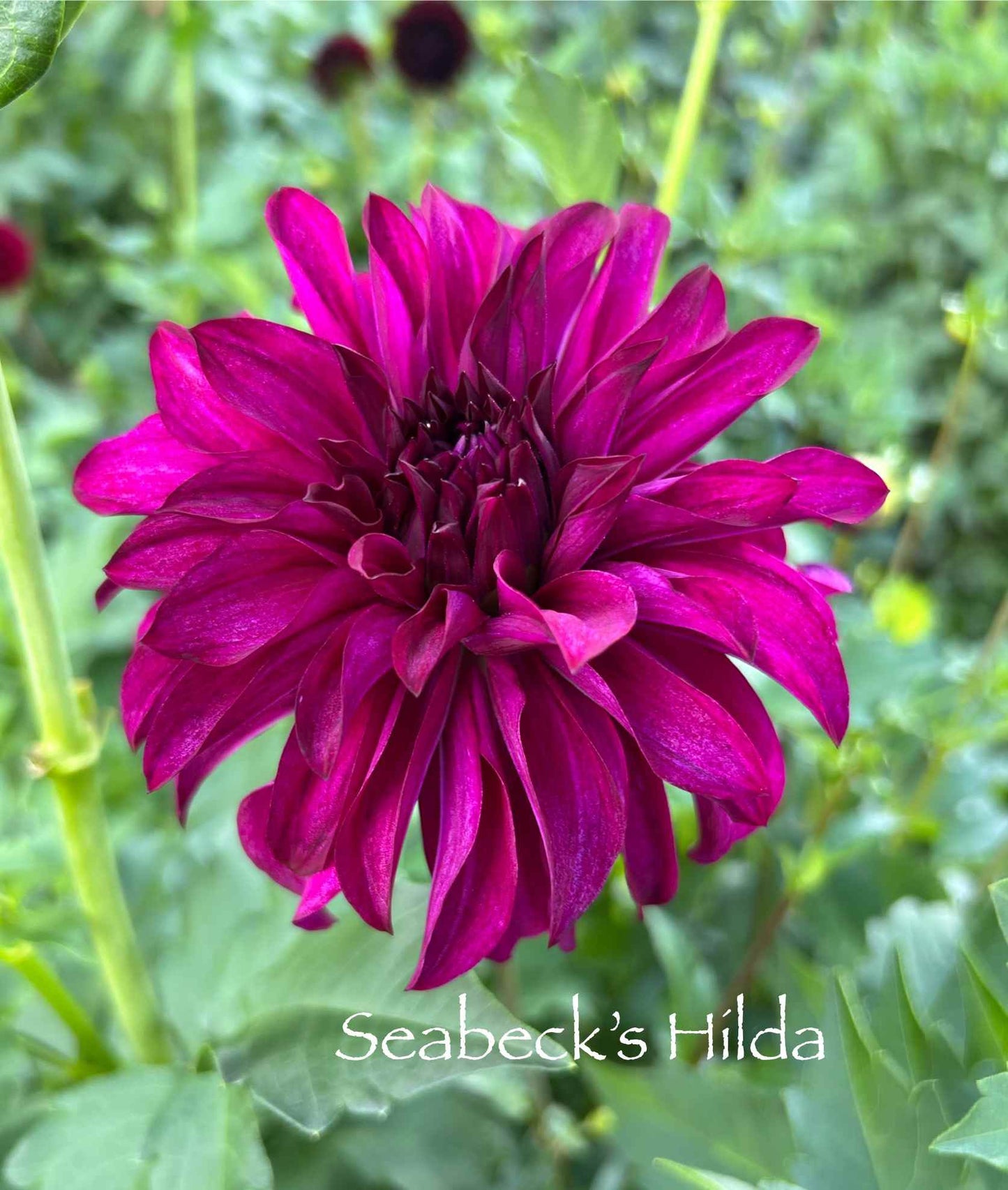 Seabeck's Hilda Tuber