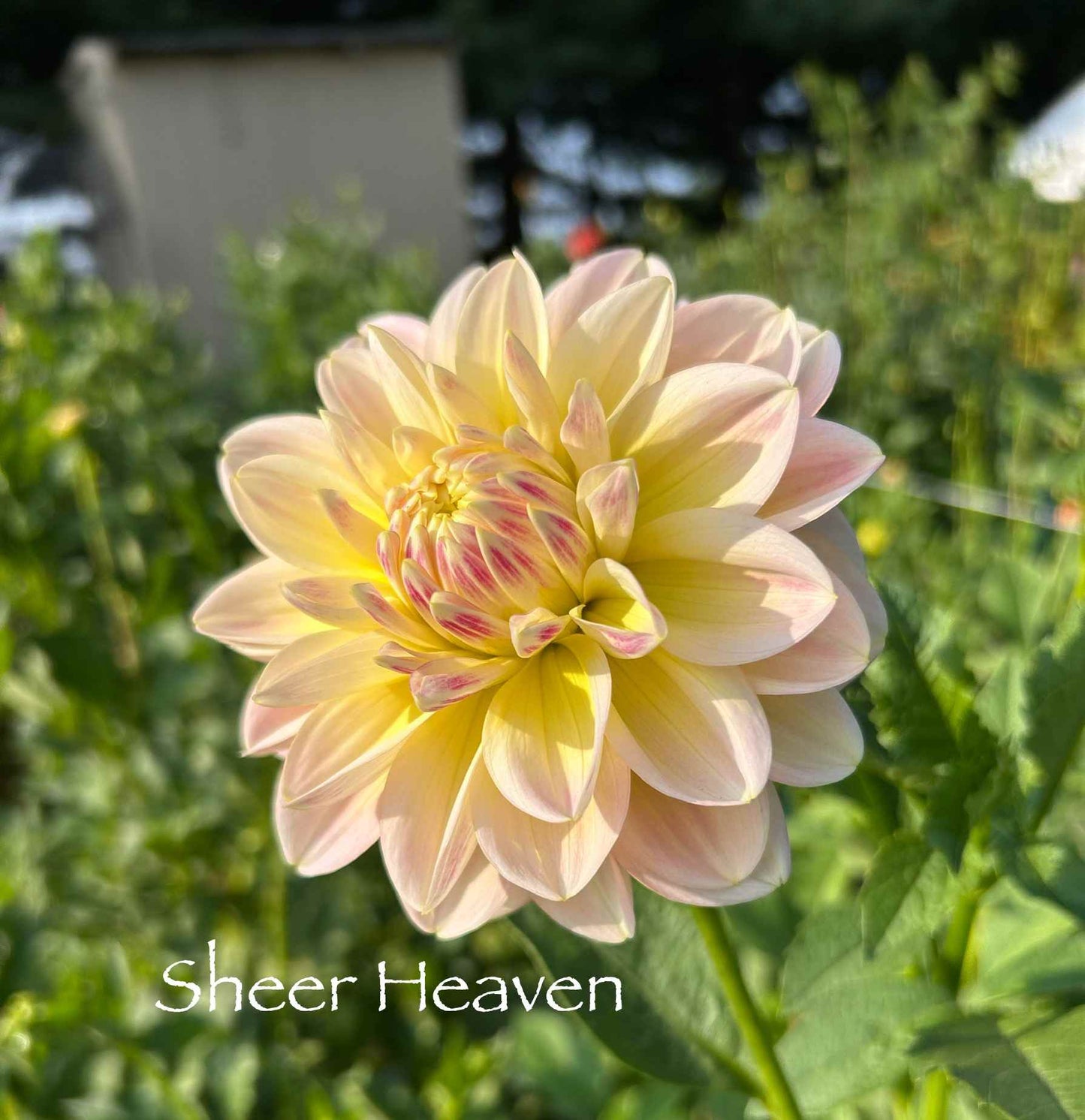 Sheer Heaven Tuber