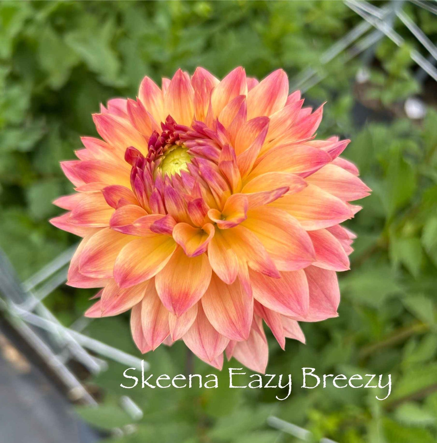 Skeena Eazy Breezy Tuber