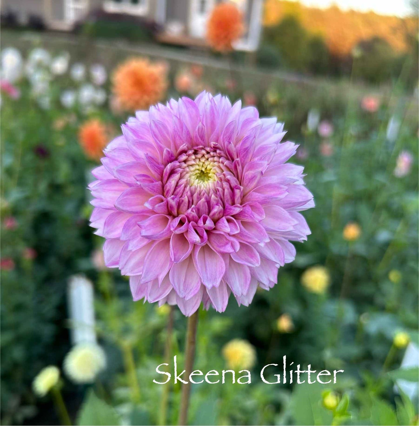 Skeena Glitter Tuber