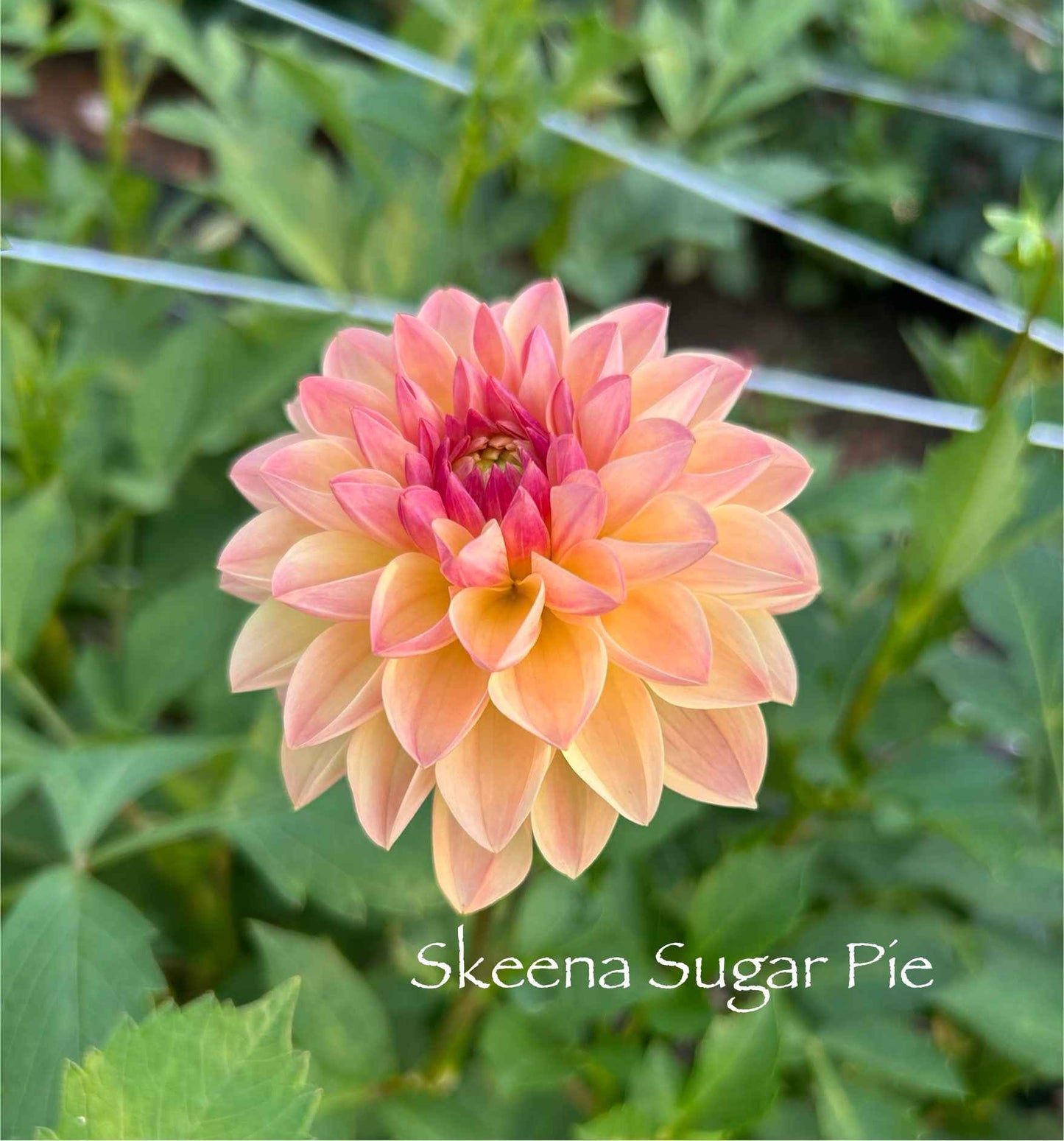 Skeena Sugar Pie Tuber