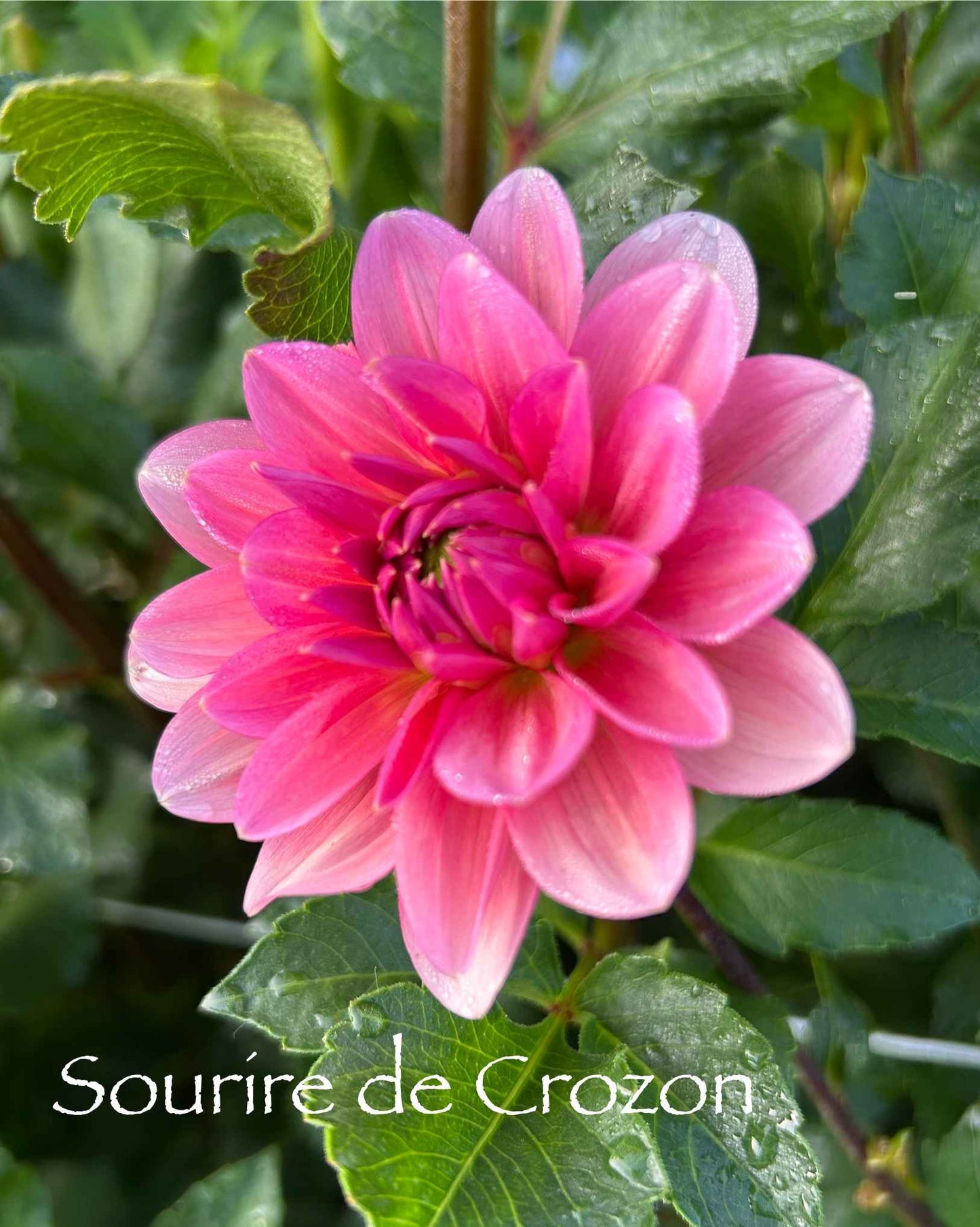 Sourire de Crozon Tuber