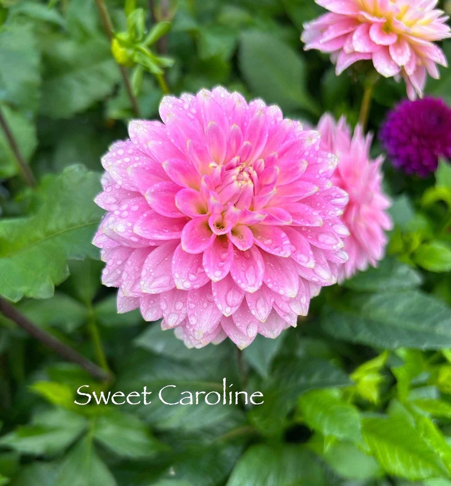 Sweet Caroline Tuber