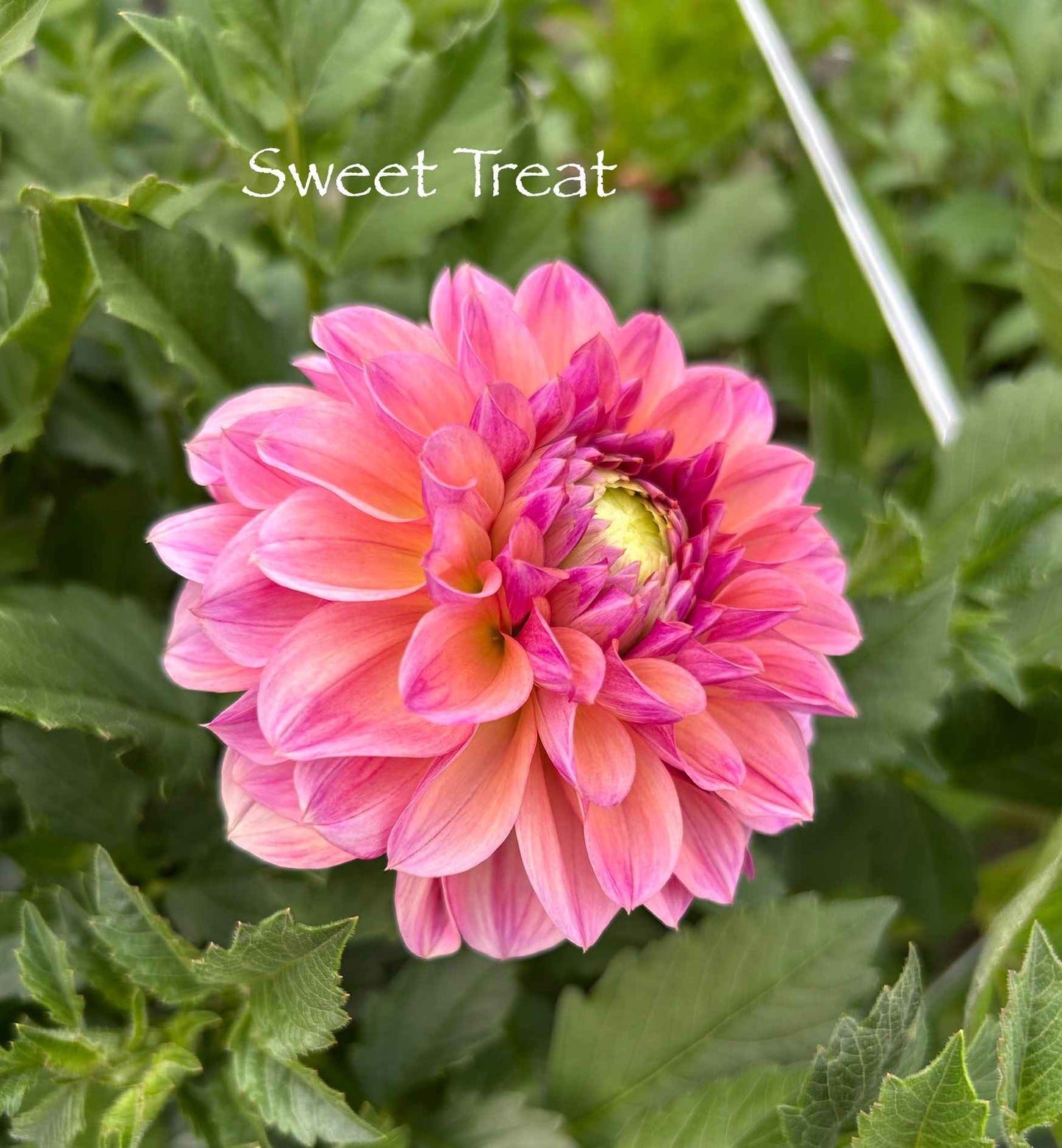 Sweet Treat Tuber