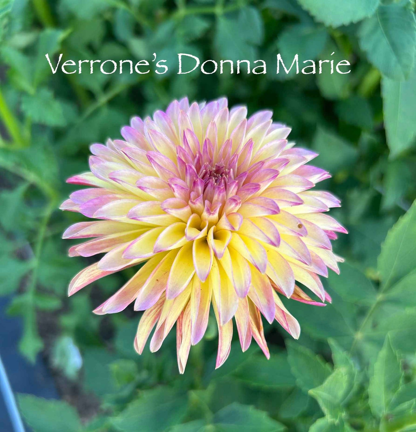 Verrone's Donna Marie Tuber