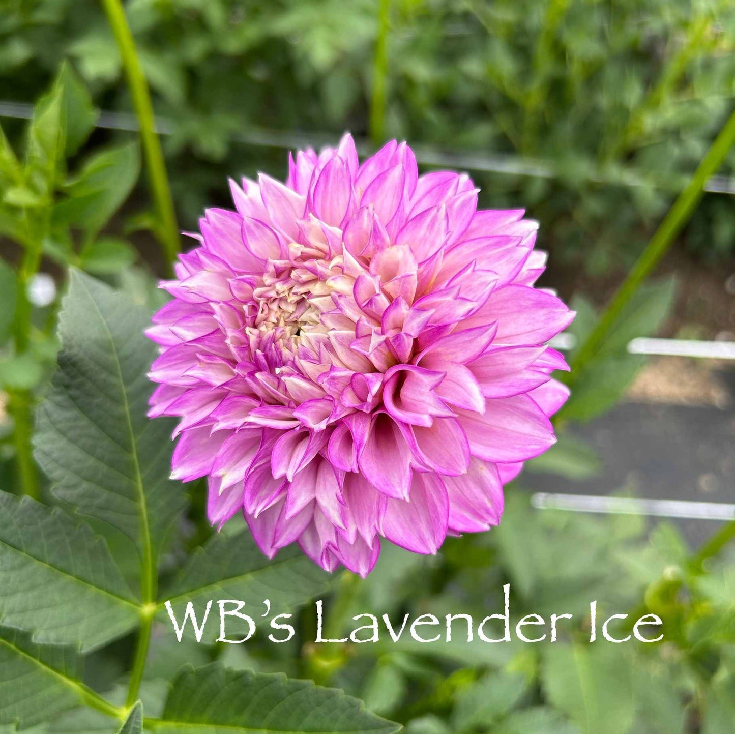 WB's Lavender Ice Tuber