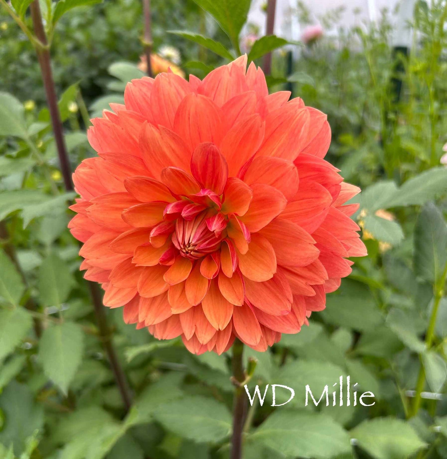 WD Millie Tuber