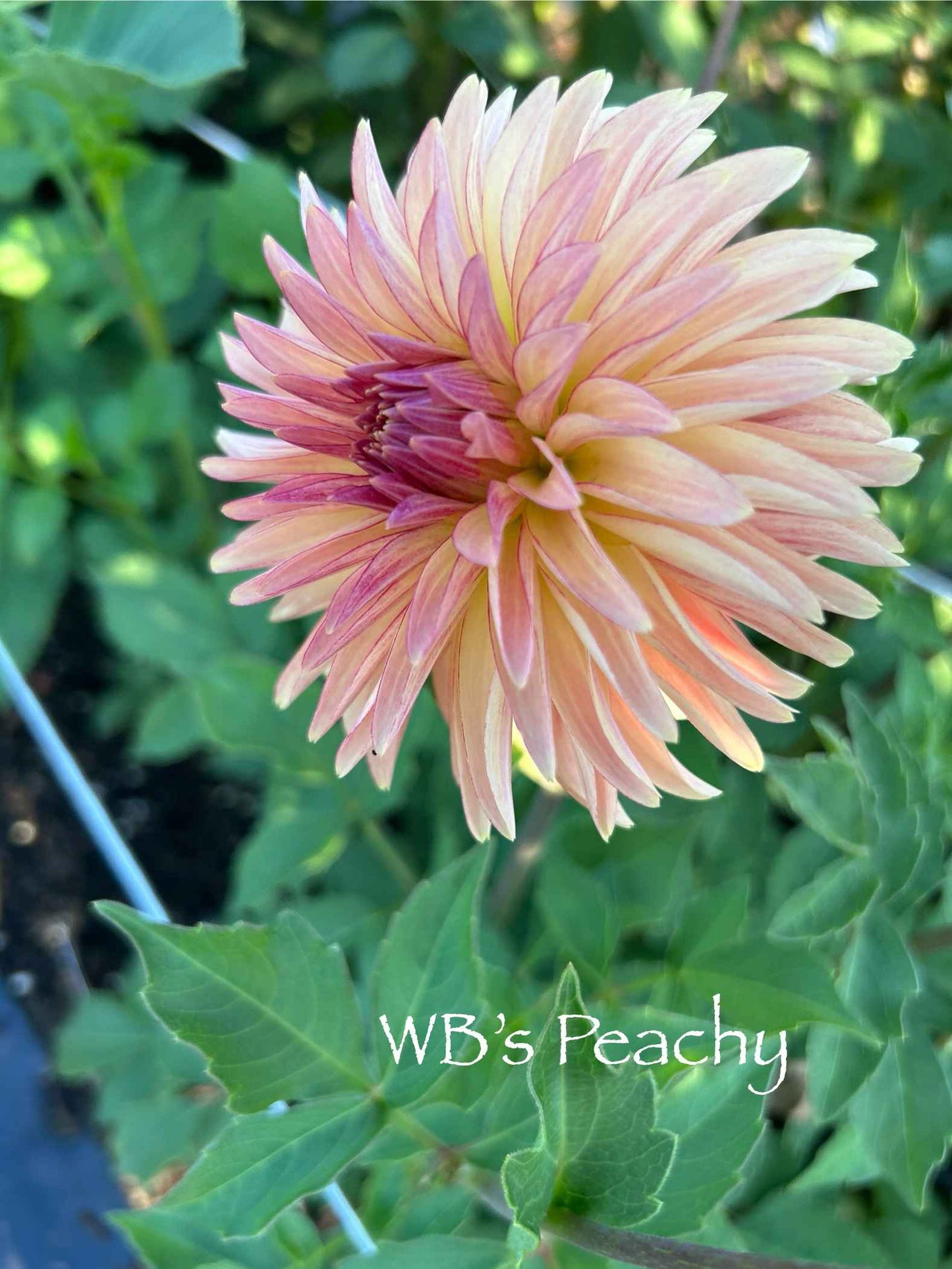 WB's Peachy Tuber