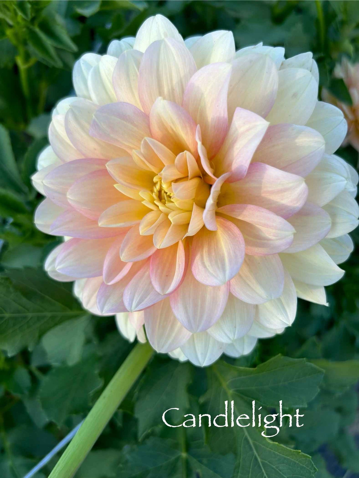 Candlelight Tuber