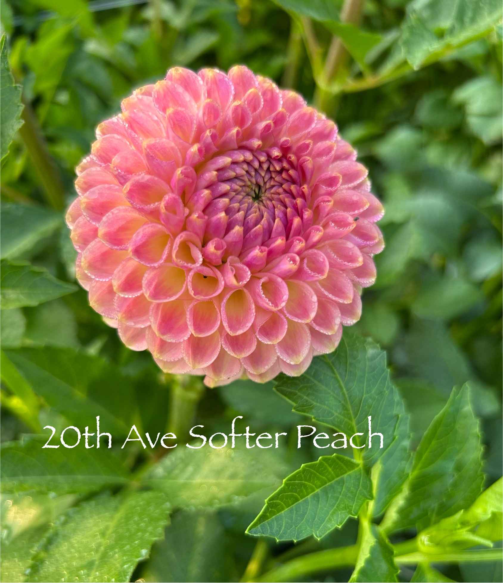 The Sleeping Bear Dahlia Farm