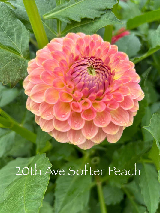 20th Ave Softer Peach Tuber