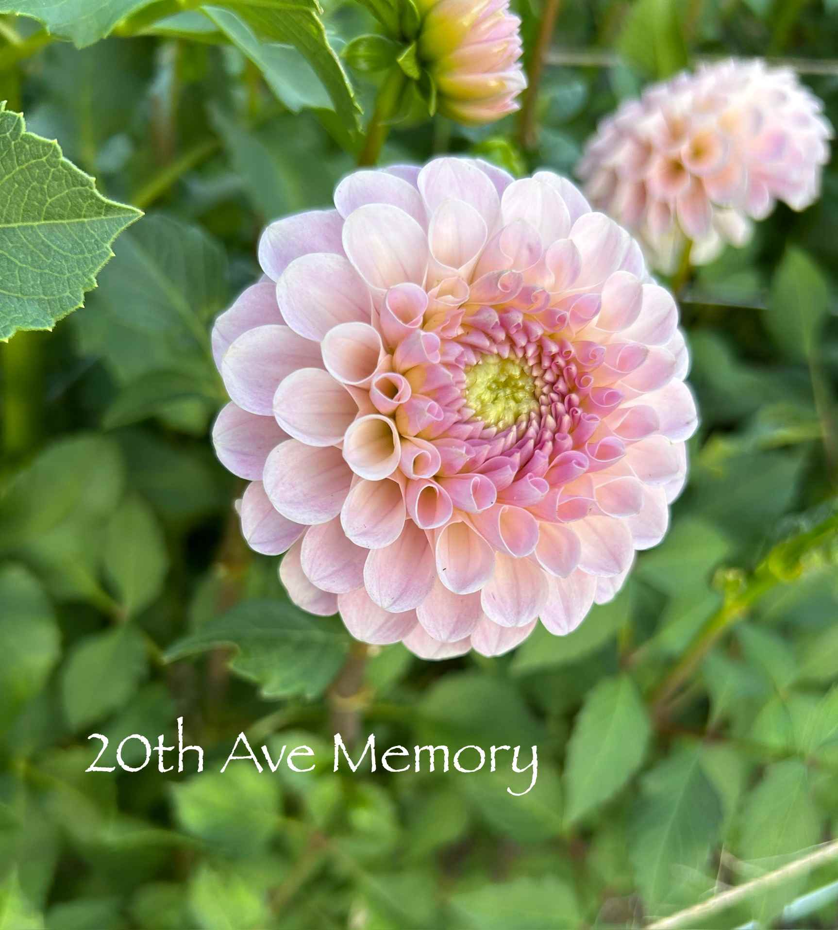 The Sleeping Bear Dahlia Farm