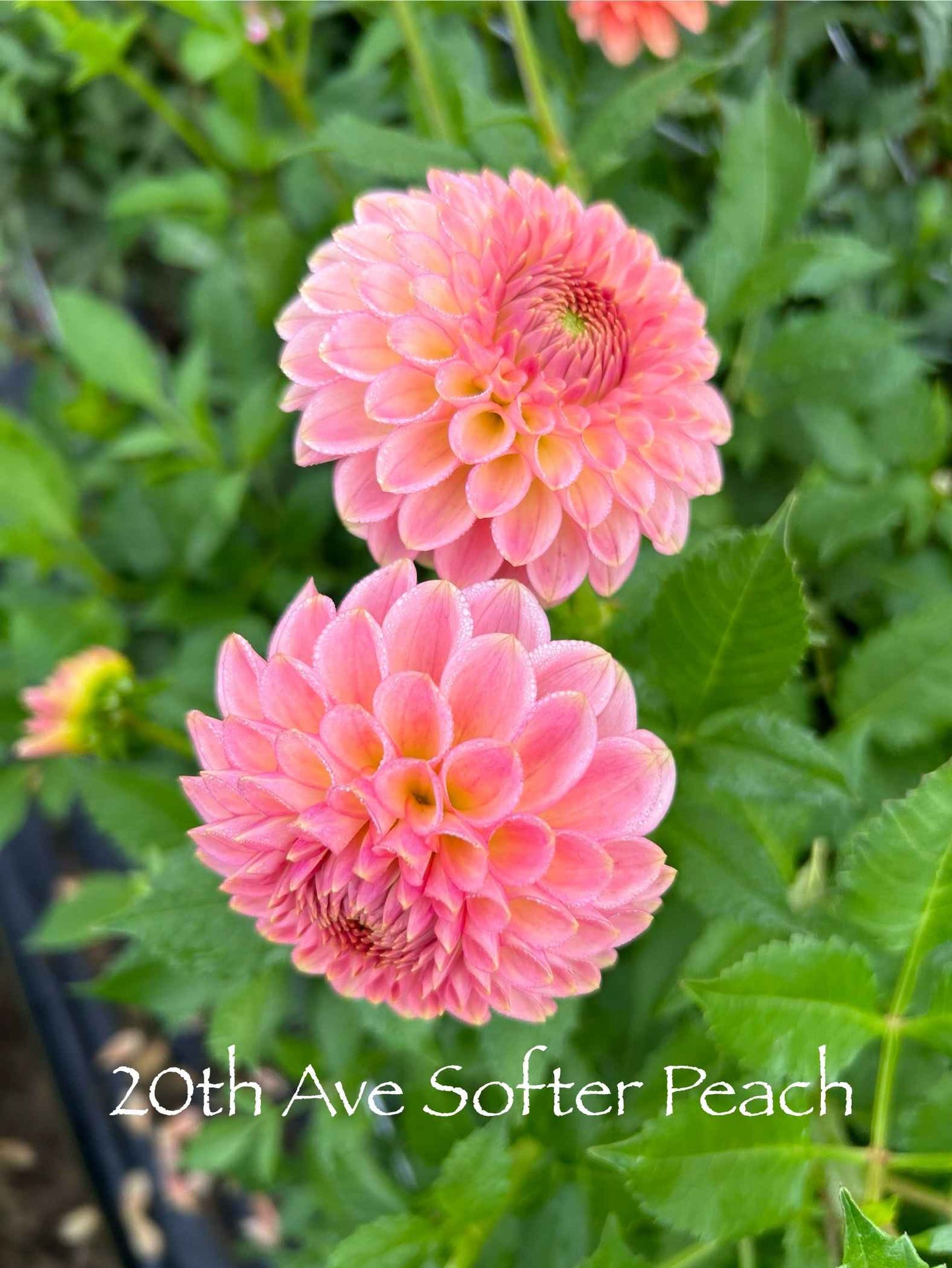 20th Ave Softer Peach Tuber