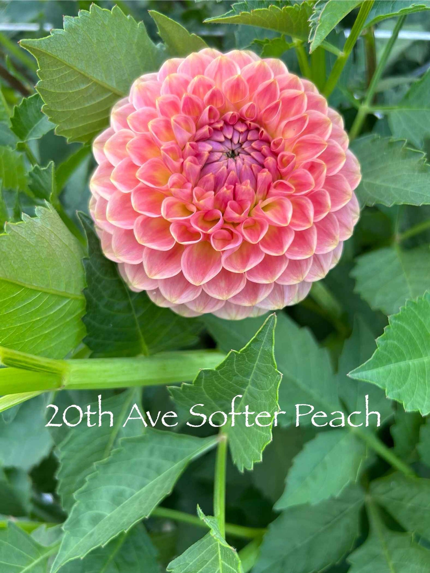 20th Ave Softer Peach Tuber