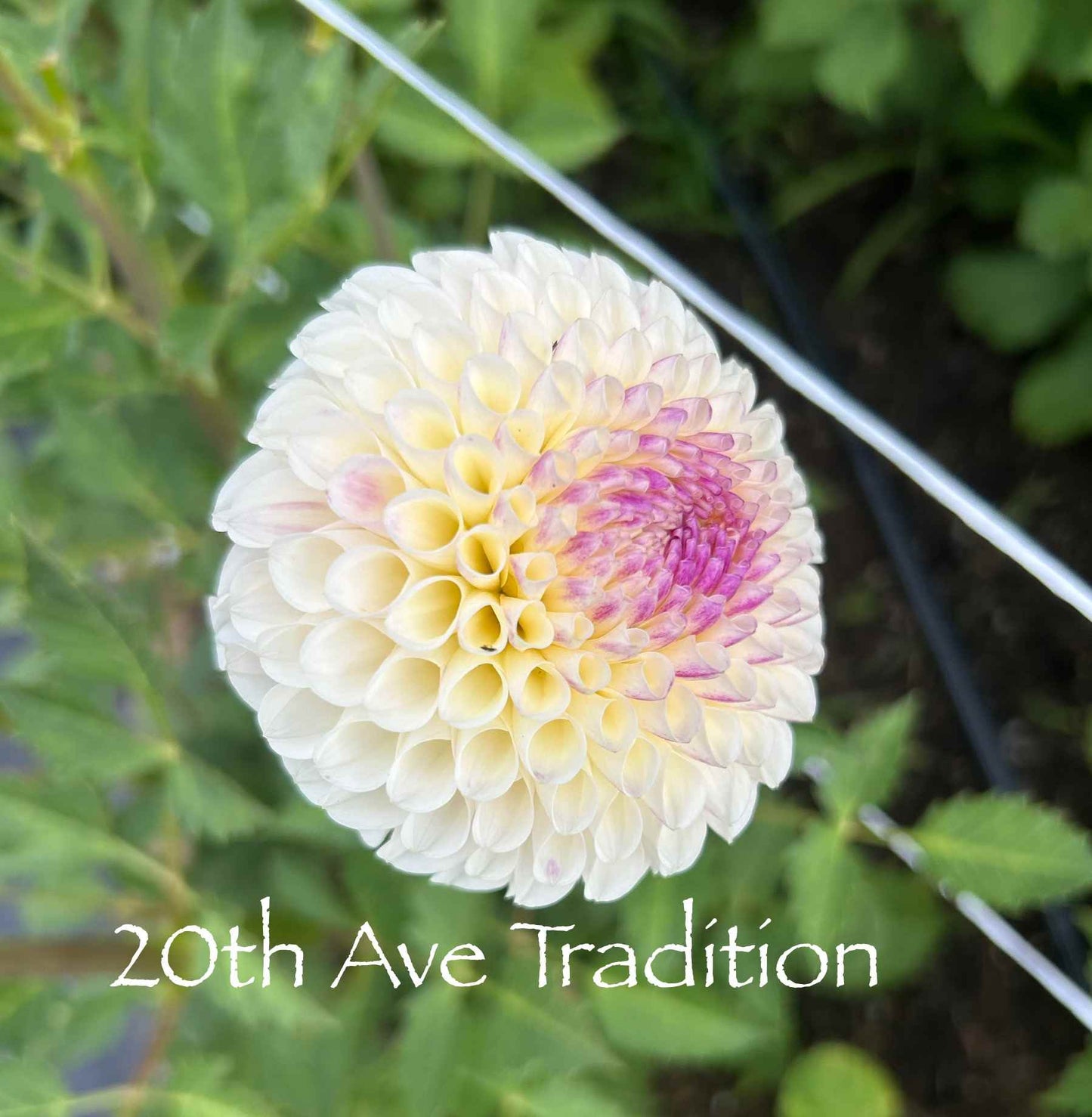 20th Ave Tradition Tuber