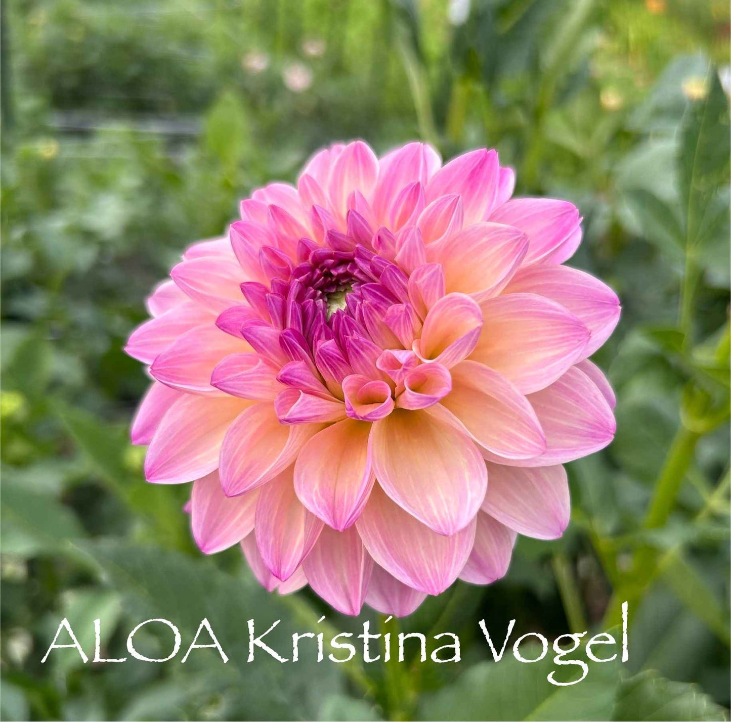 ALOA Kristina Vogel Tuber