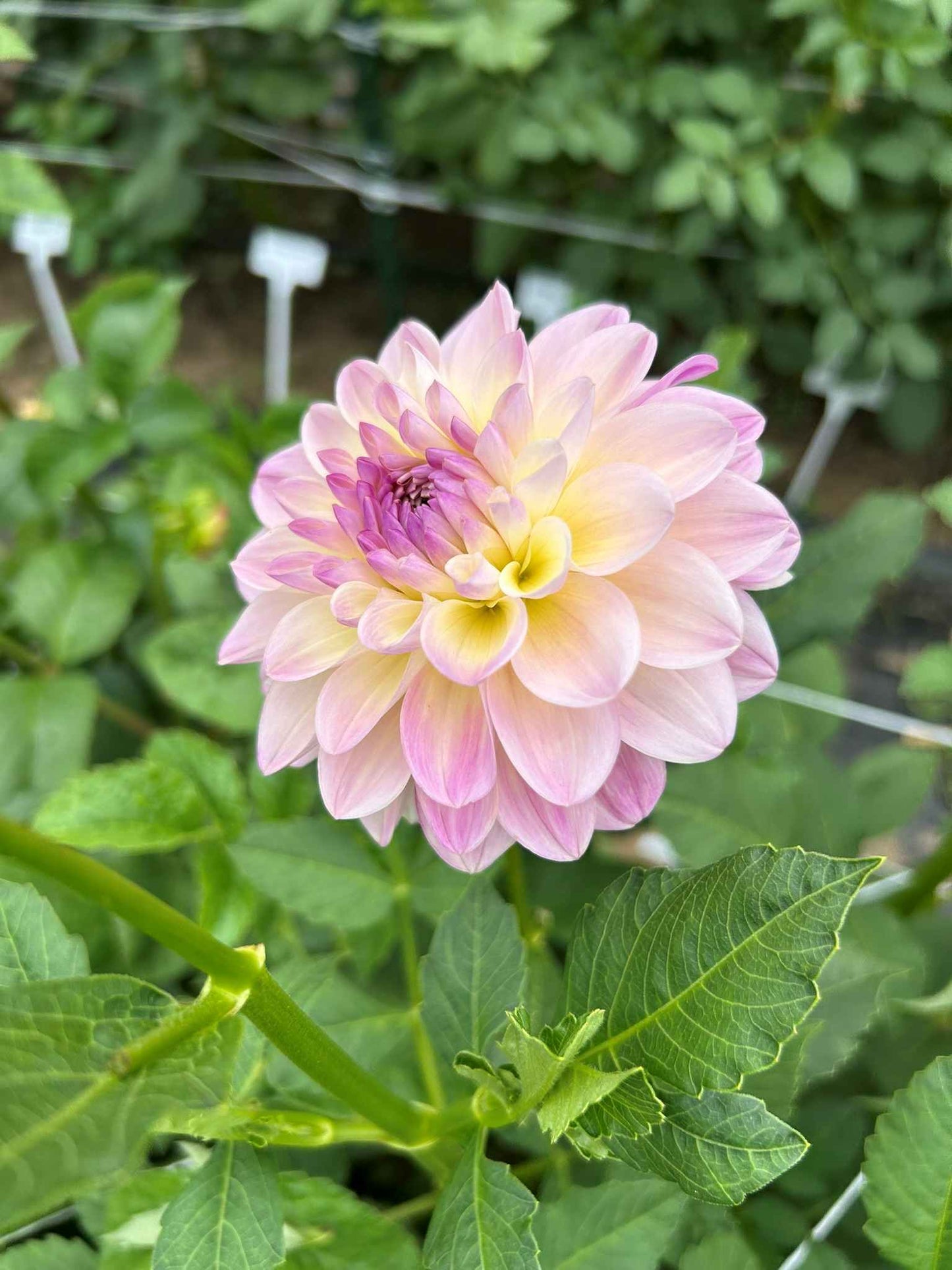 ALOA Kristina Vogel Tuber