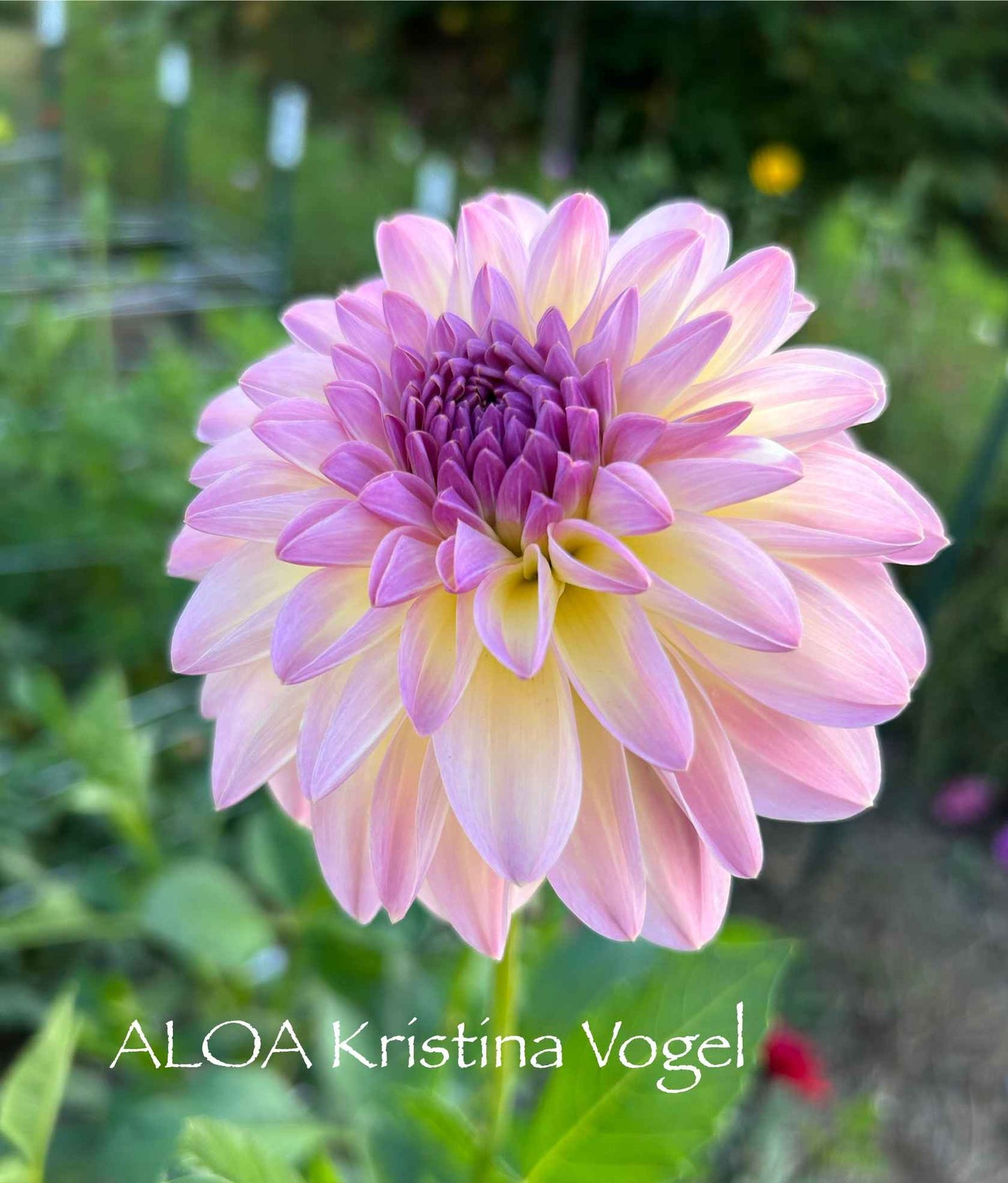 ALOA Kristina Vogel Tuber