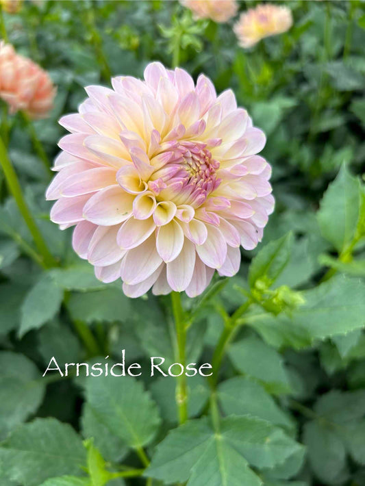 Arnside Rose Tuber