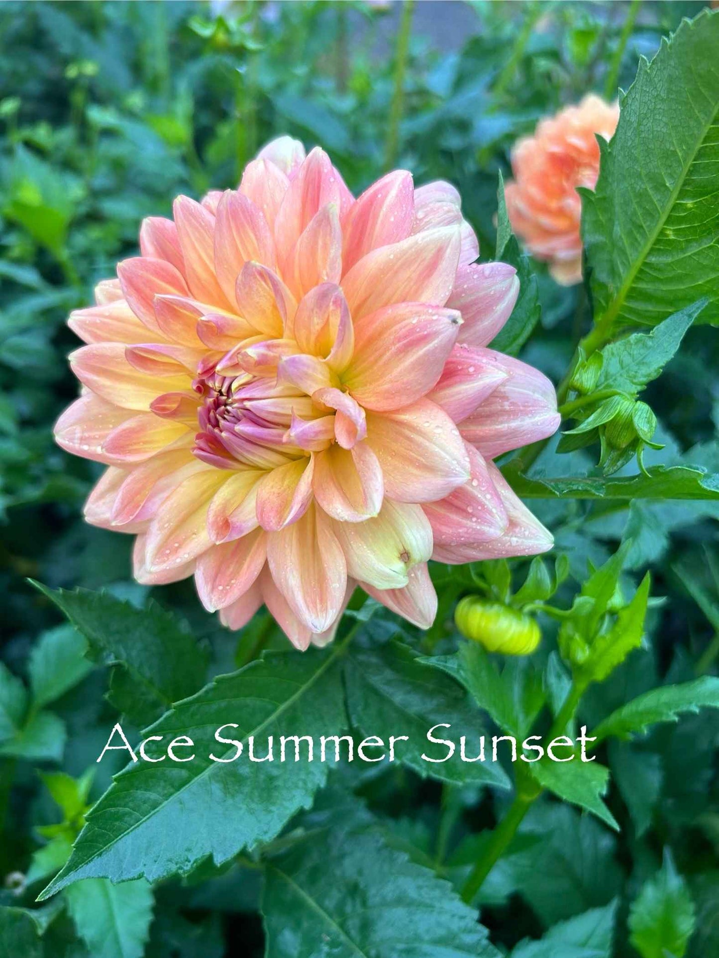 Ace Summer Sunset Tuber