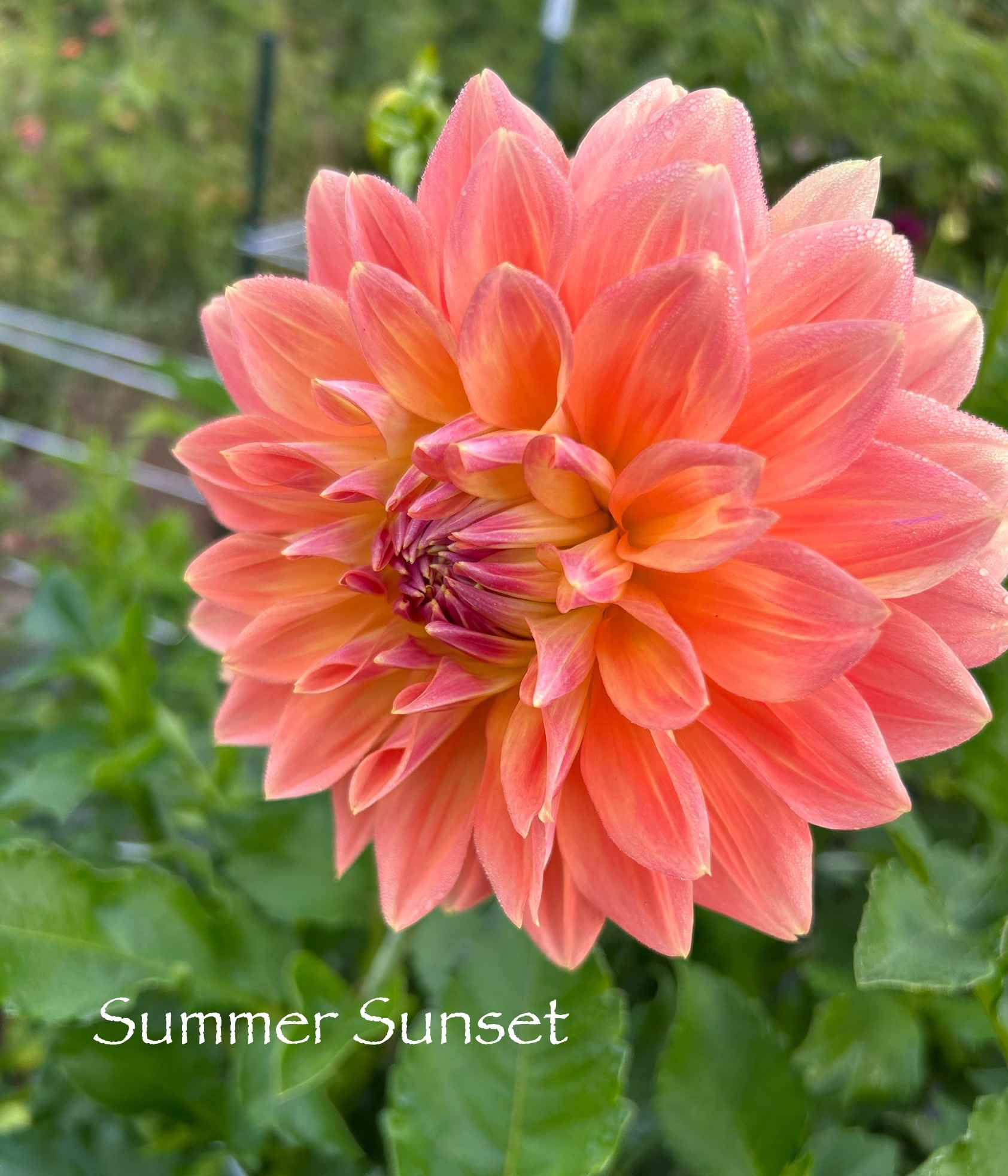 The Sleeping Bear Dahlia Farm