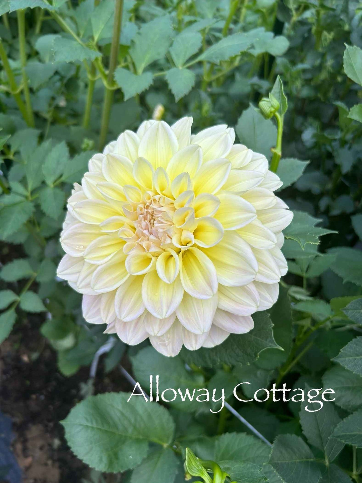 Alloway Cottage Tuber