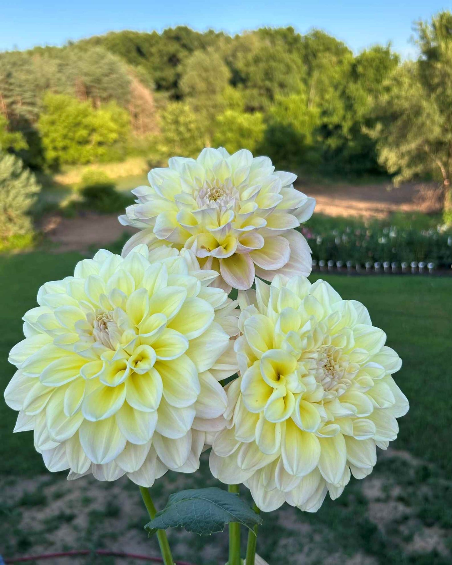 Alloway Cottage Tuber