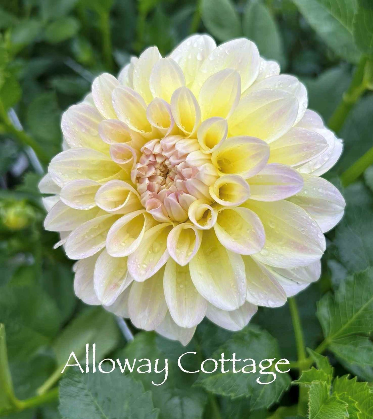 Alloway Cottage Tuber
