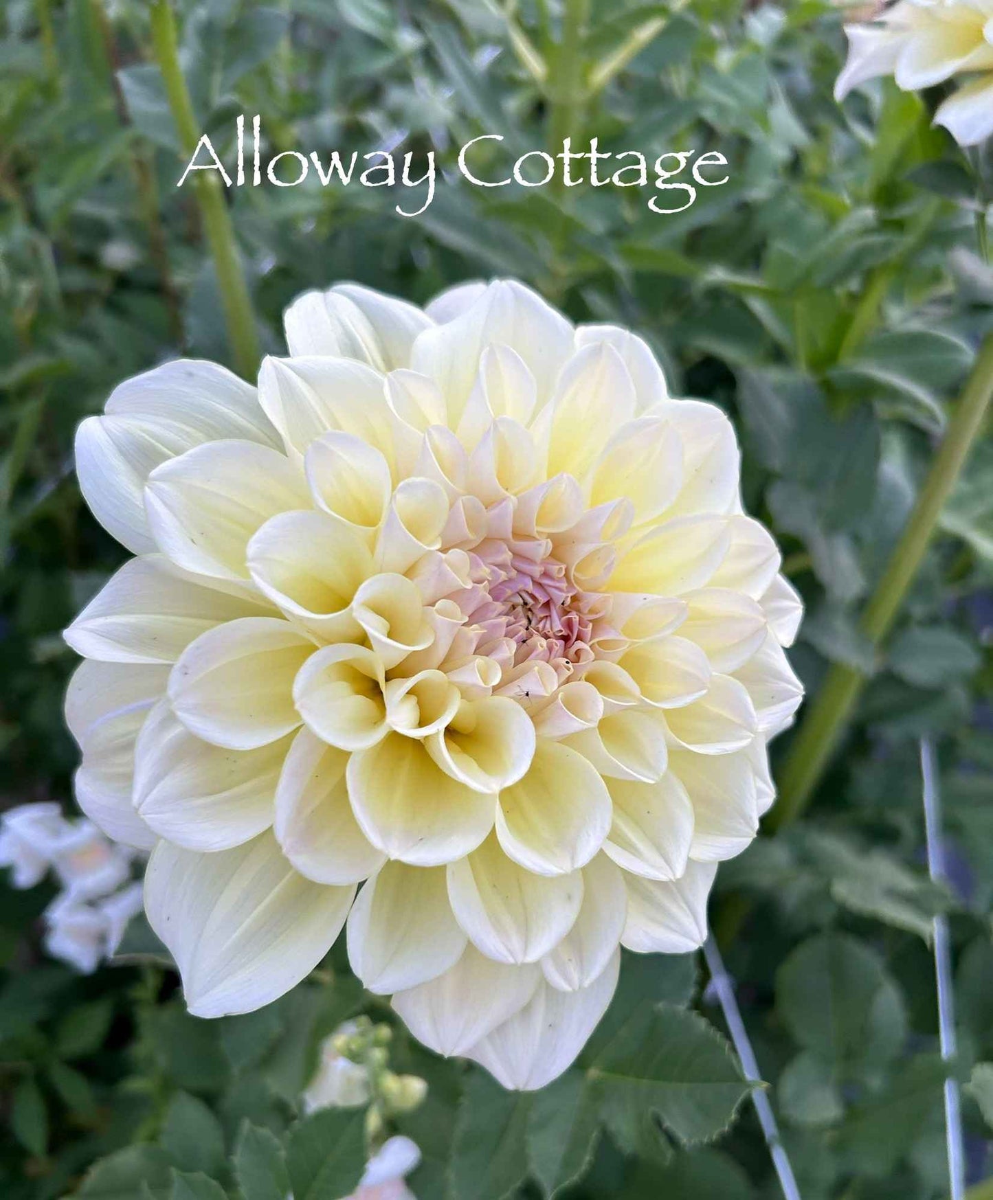 Alloway Cottage Tuber